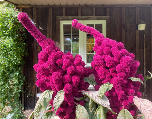 100 Organic ELEPHANT HEAD AMARANTHUS Amaranthus Gangeticus Burgundy Red Flower Seeds