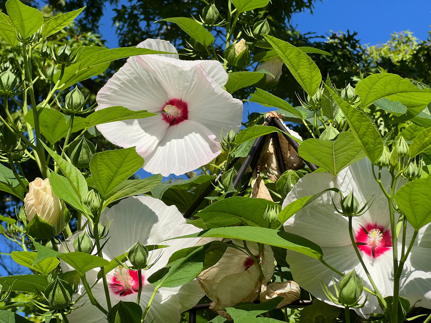 25 Luna WHITE HARDY HIBISCUS Hibiscus Moscheutos Flower Seeds