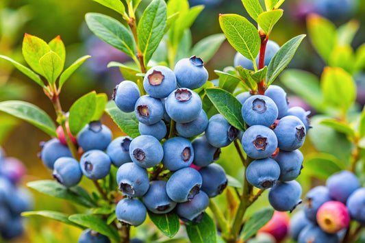 50 Northern HIGHBUSH BLUEBERRY BUSH Vaccinium Fruit Shrub Blue Berry White Flower Seeds