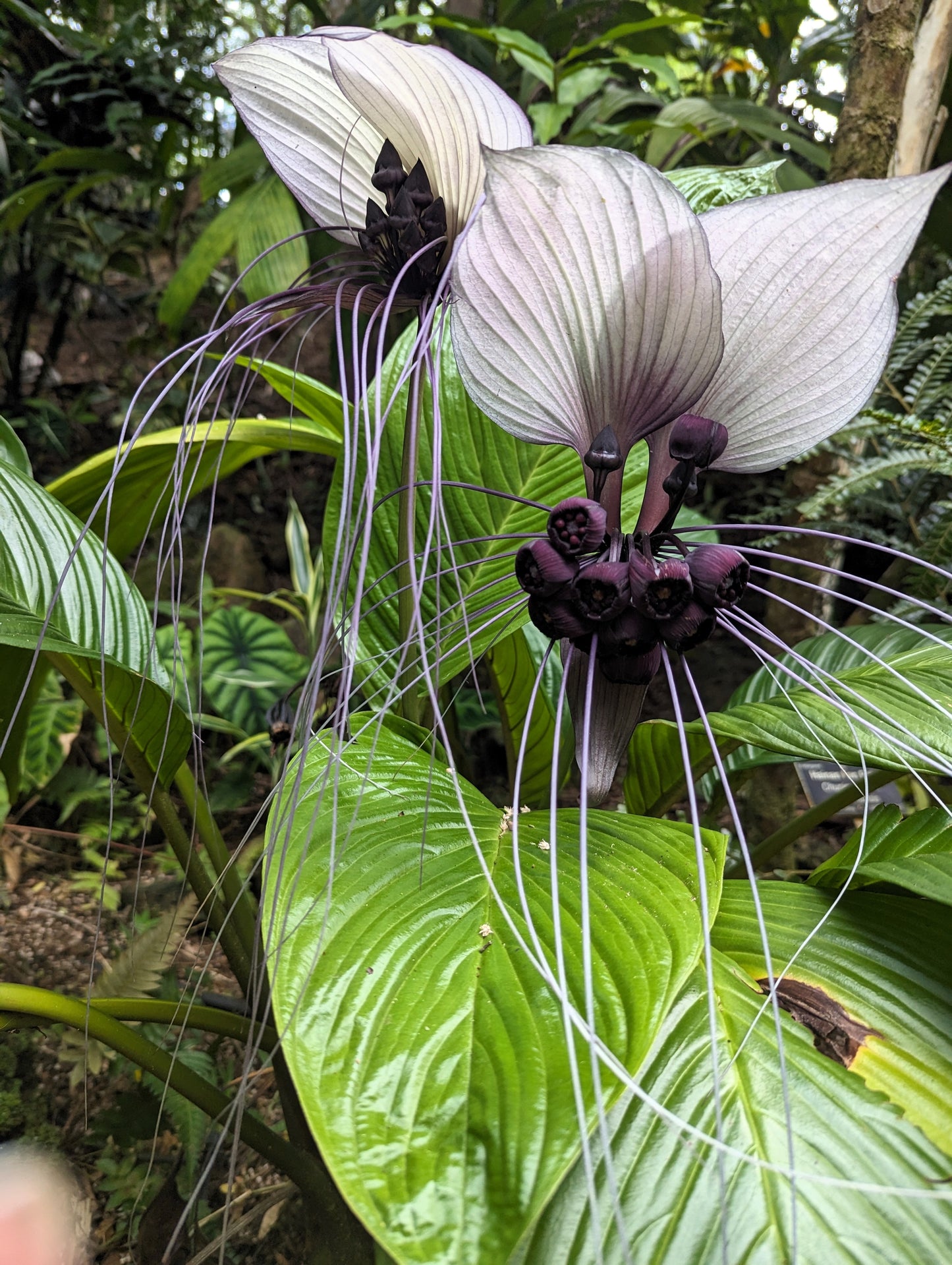 5 WHITE BAT FLOWER Tacca Integrifolia Nivea Bat Head Lily Flower Seeds