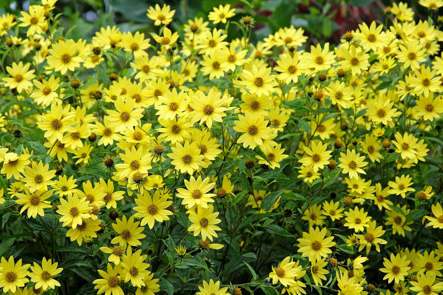 50 LEMON QUEEN SUNFLOWER Perennial Helianthus Yellow Flower Seeds