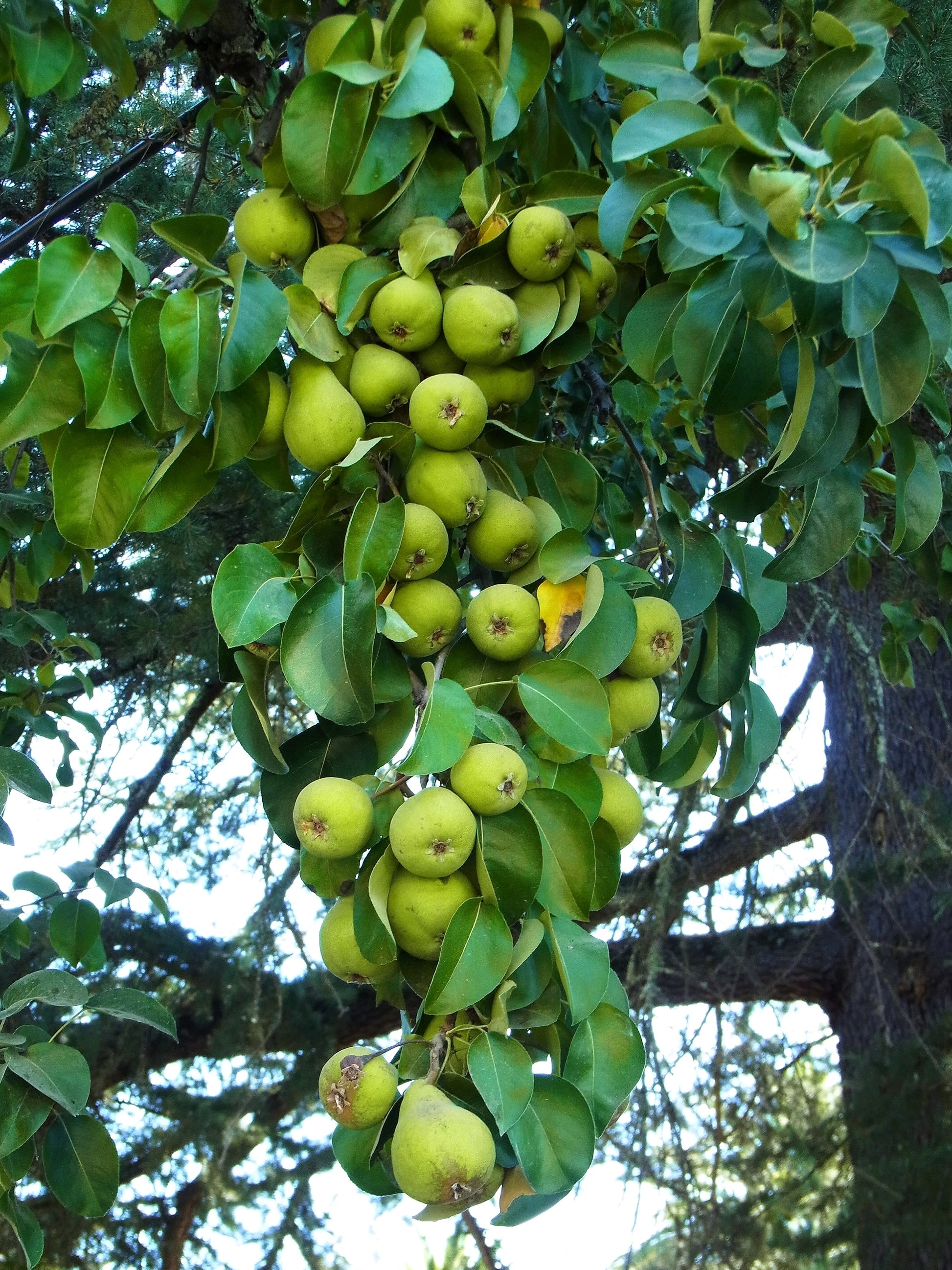 plant pear seeds 25 EUROPEAN PEAR TREE Pyrus Communis Fruit Seeds