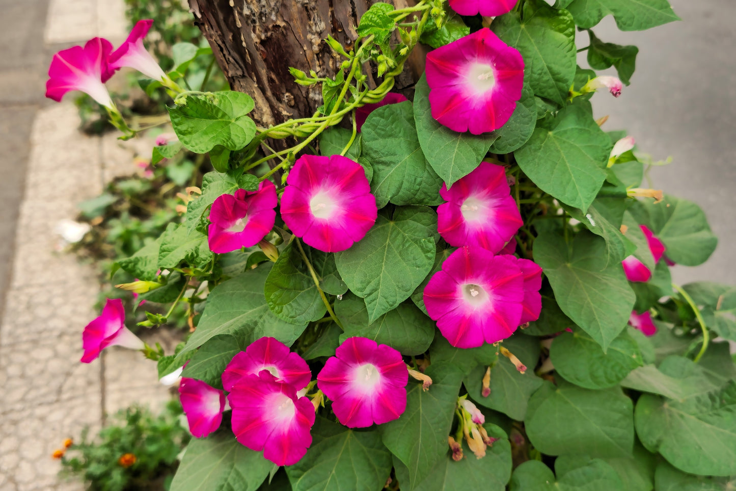 50 SCARLET O'Hara MORNING GLORY Red Ipomoea Nil Flower Vine Seeds