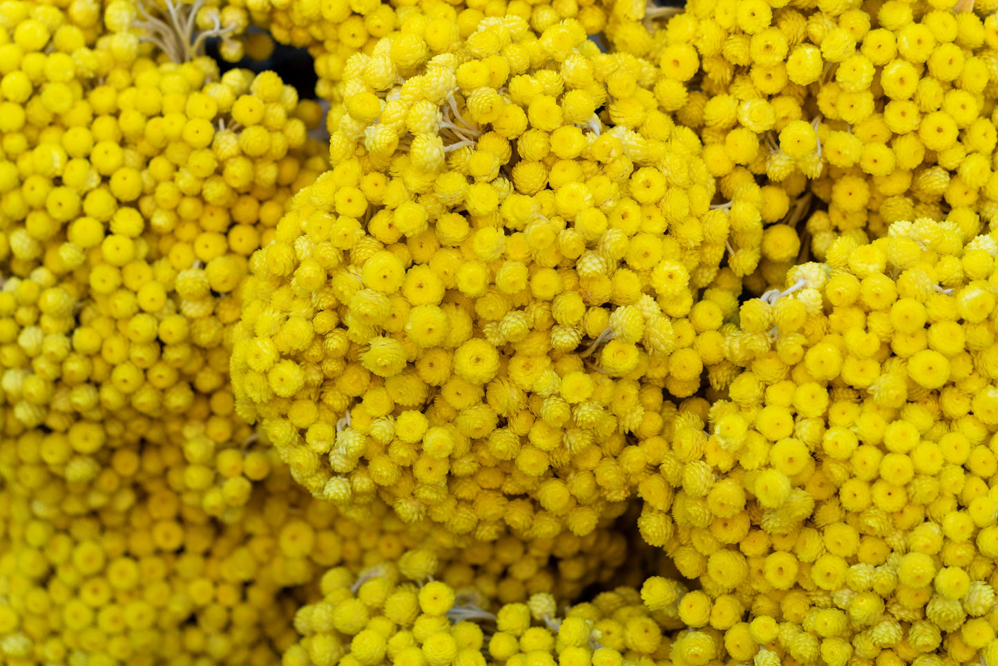 50 YELLOW DOUBLE STRAWFLOWER  Xerochrysum Bracteatum Helichrysum Flower Seeds