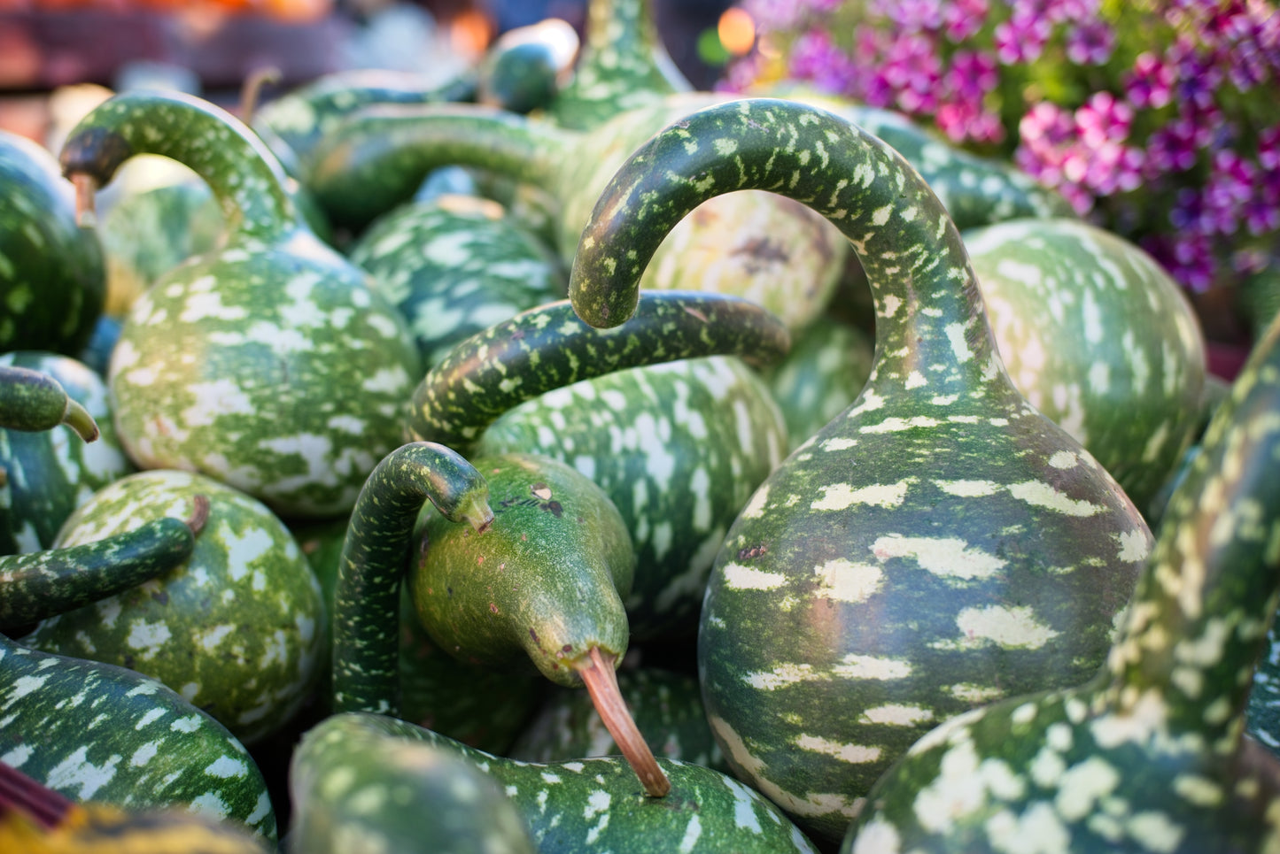 15 GOOSENECK / Bottle / SWAN GOURD Lagenaria Siceraria Vine Seeds