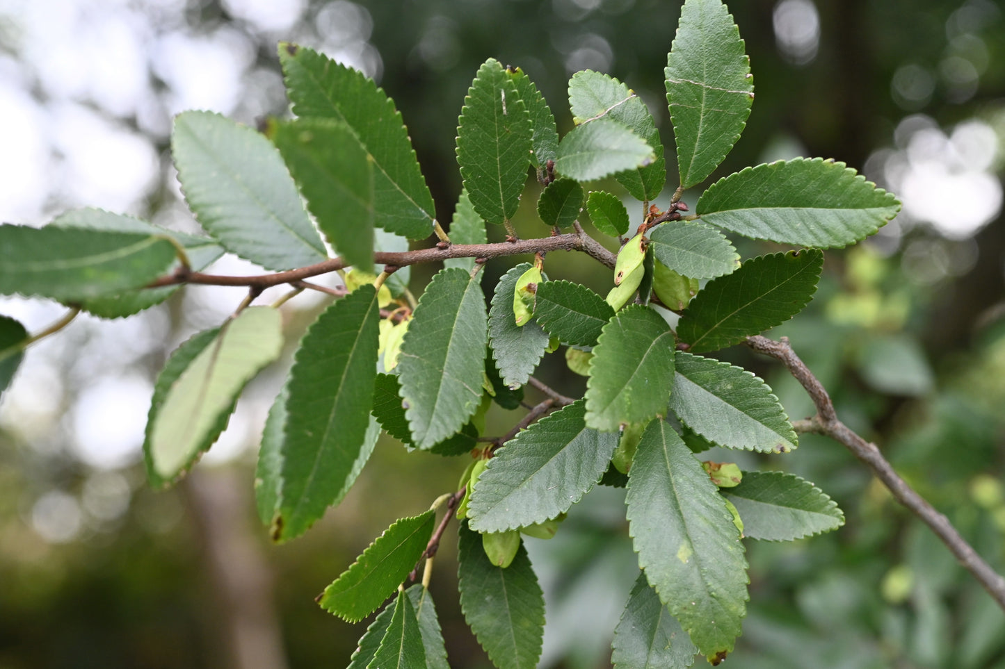 50 CHINESE ELM TREE (Lacebark) Ulmus Parvifolia Seeds