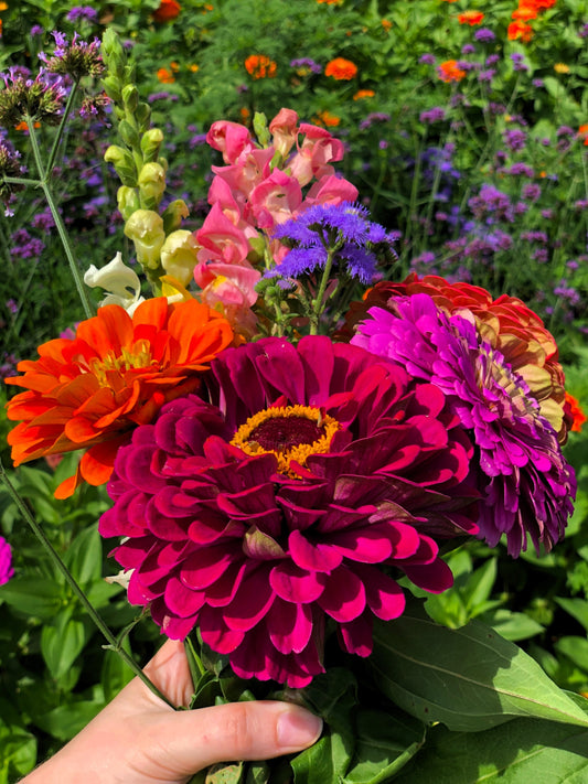 500 Mixed Colors CALIFORNIA GIANT ZINNIA Elegans Flower Seeds
