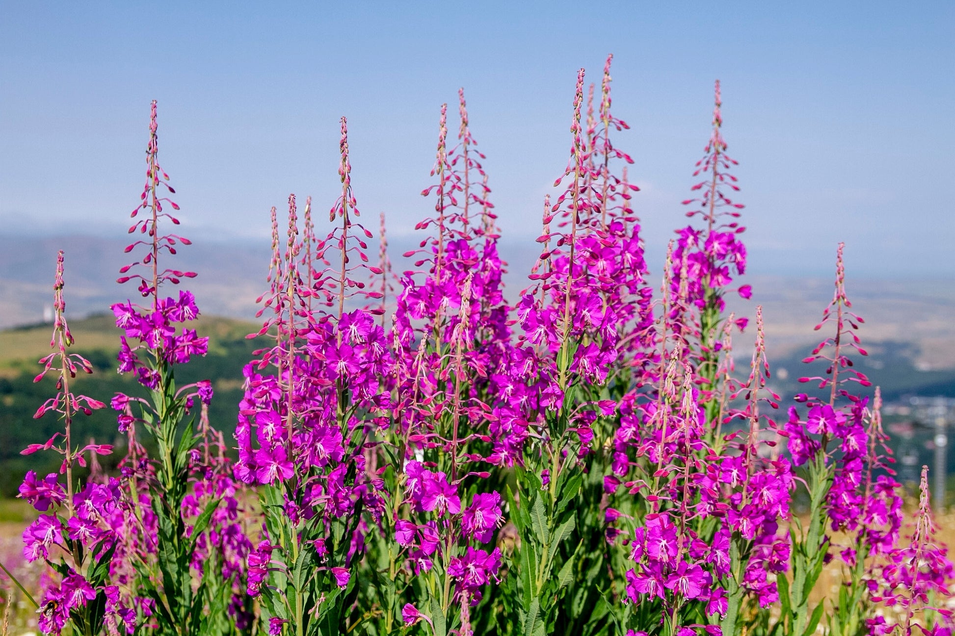 300 FIREWEED / ROSEBAY (Great Willowherb) Epilobium Angustifolium Flower  Seeds