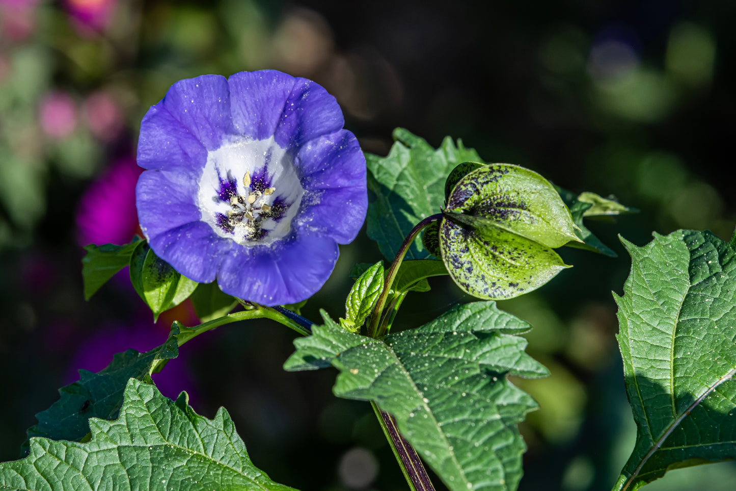 100 APPLE OF PERU Shoofly Plant Nicandra Physalodes Violet Blue Flower Seeds