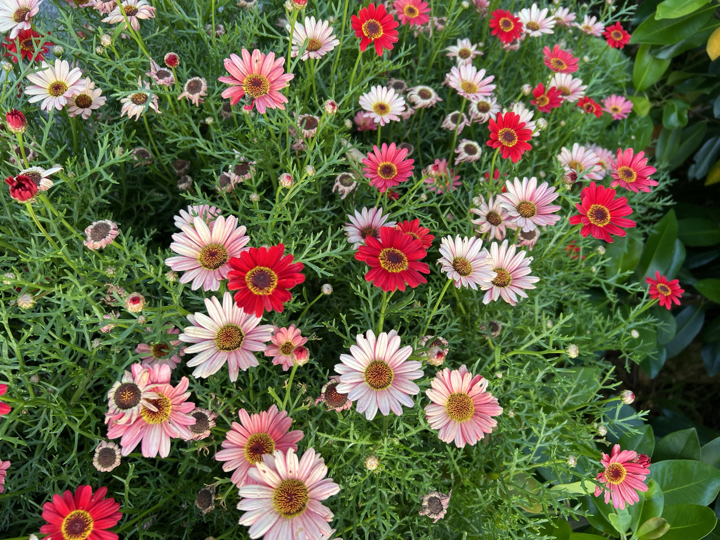 100 Mixed Colors ROBINSONS PAINTED DAISY Chrysanthemum Pink Red Rose & Yellow Pyrethrum Flower Seeds