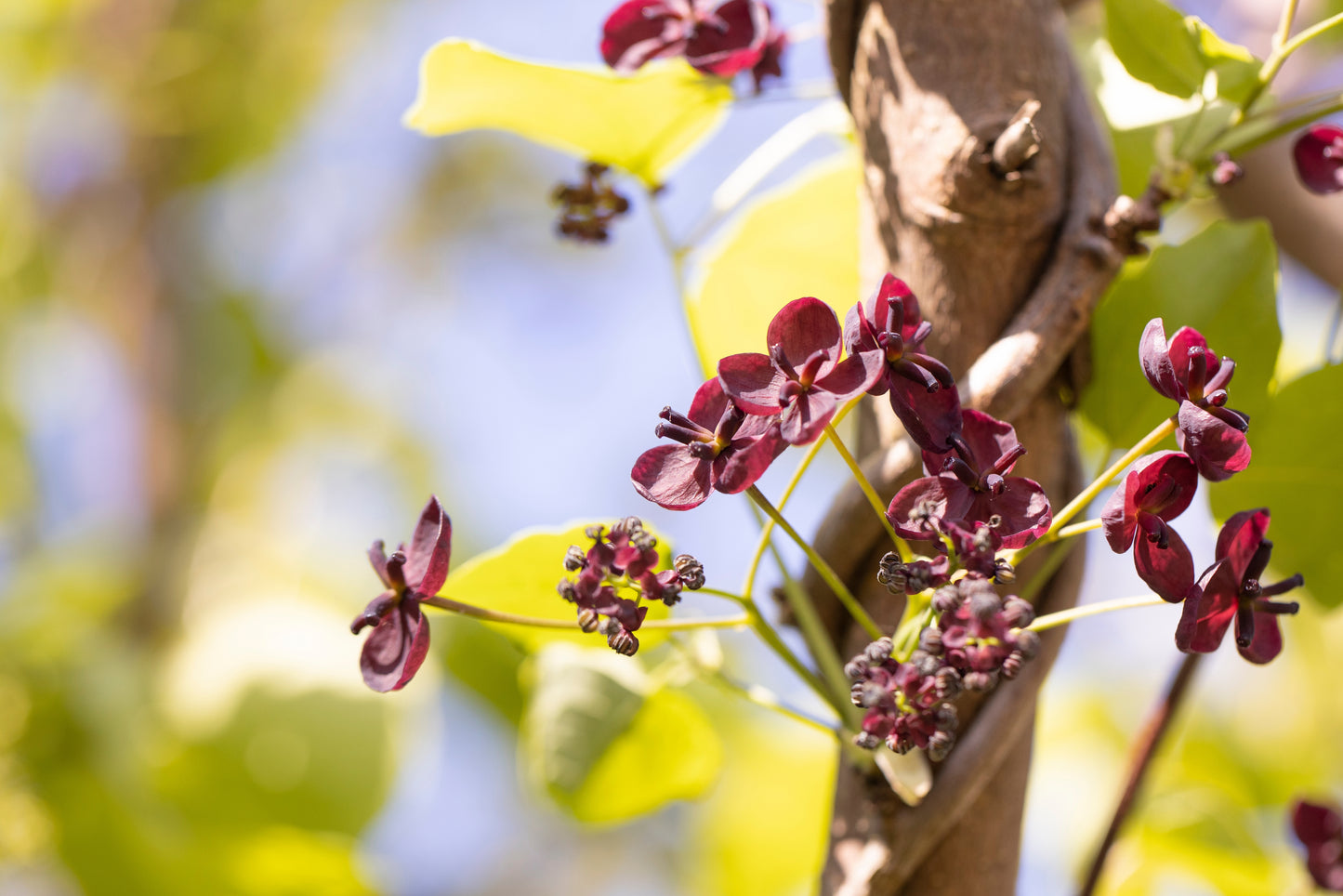 15 CHOCOLATE VINE Edible Fruit Akebia Trifoliata Flower Ornamental Climber Seeds