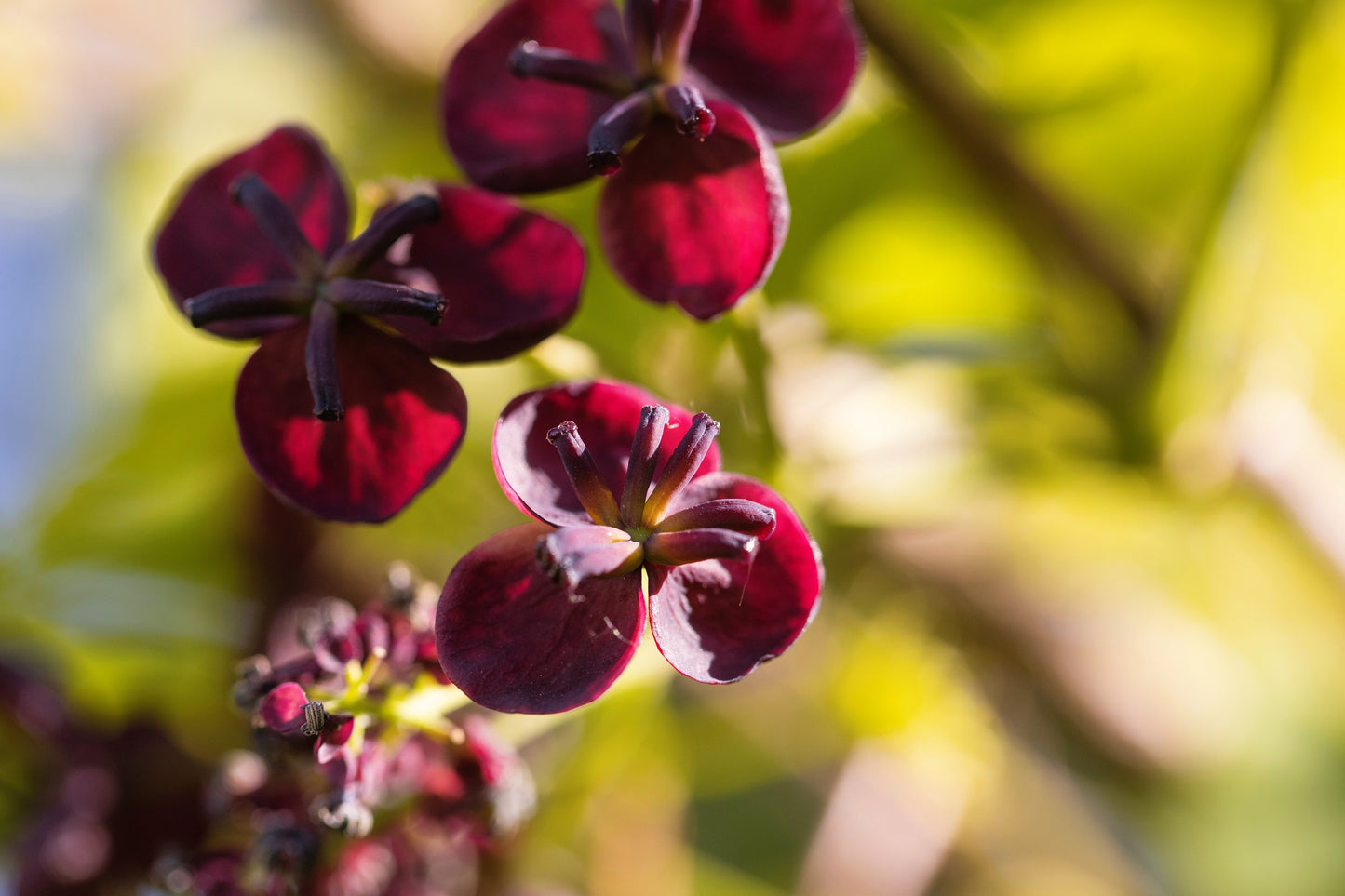15 CHOCOLATE VINE Edible Fruit Akebia Trifoliata Flower Ornamental Climber Seeds