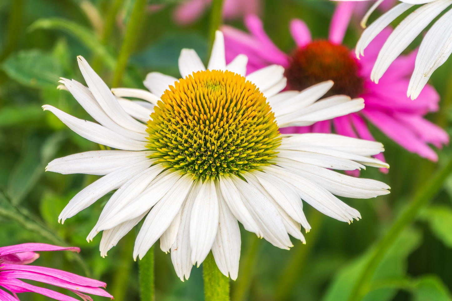 50 WHITE CONEFLOWER Echinacea Purpurea Flower Seeds