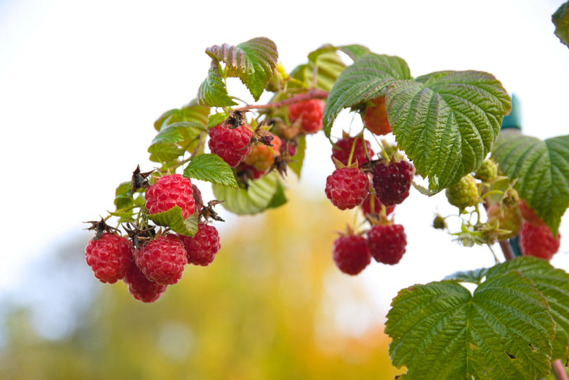 100 RED RASPBERRY Rubus Idaeus Fruit Bush Vine Seeds – Seedville USA