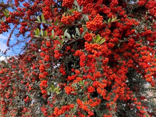 25 SCARLET FIRETHORN Pyracantha Coccinea Bush Shrub Flower Seeds