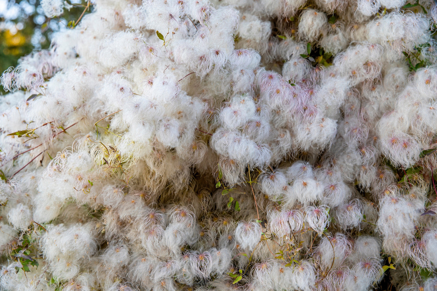 20 WHITE CLEMATIS Virginiana / Virgins Bower Flower Vine Seeds