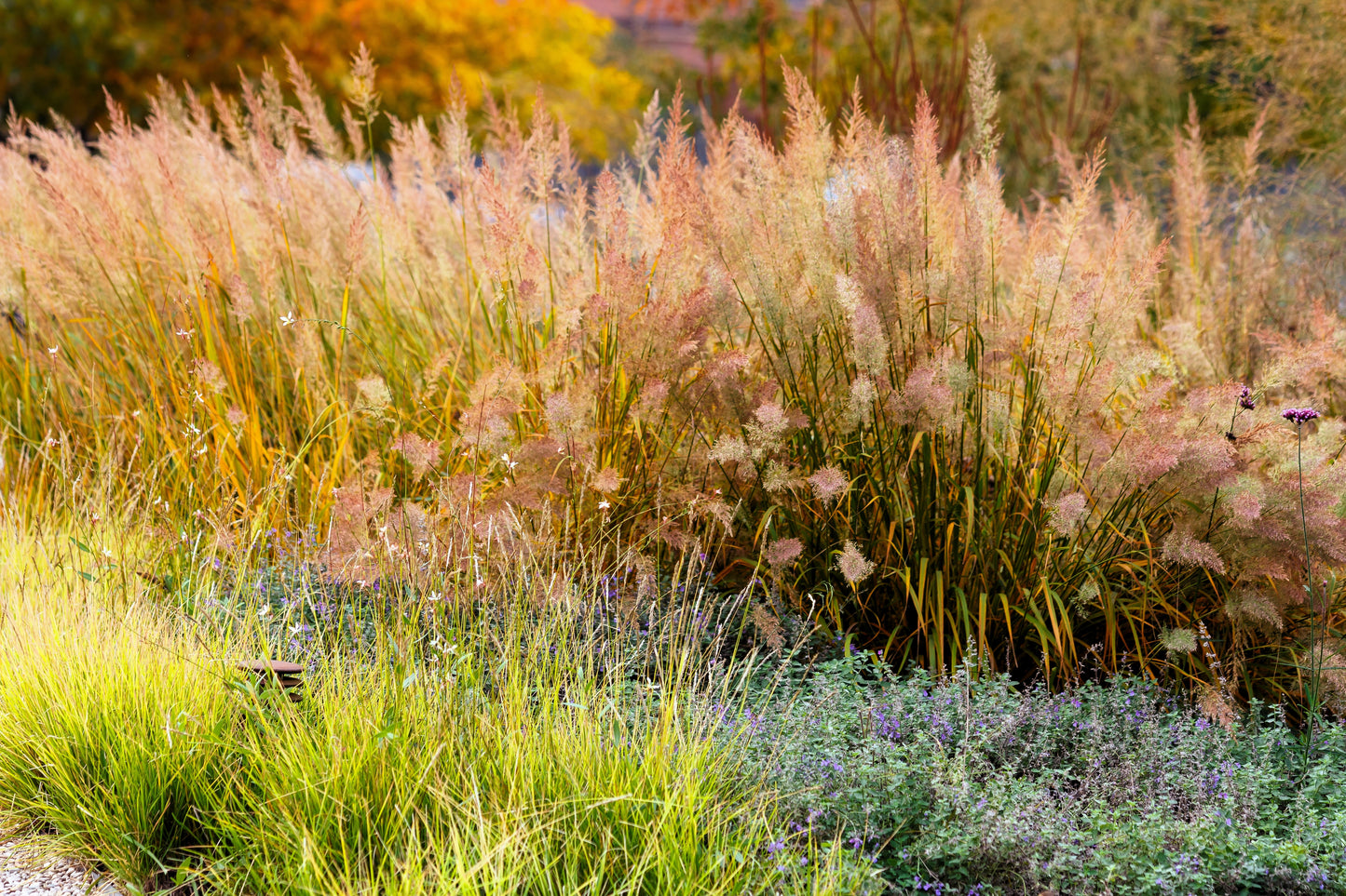 flower seeds for june 1500 PRAIRIE JUNEGRASS Koeleria Macrantha June Crested Hair Grass Flow – Seedville USA
