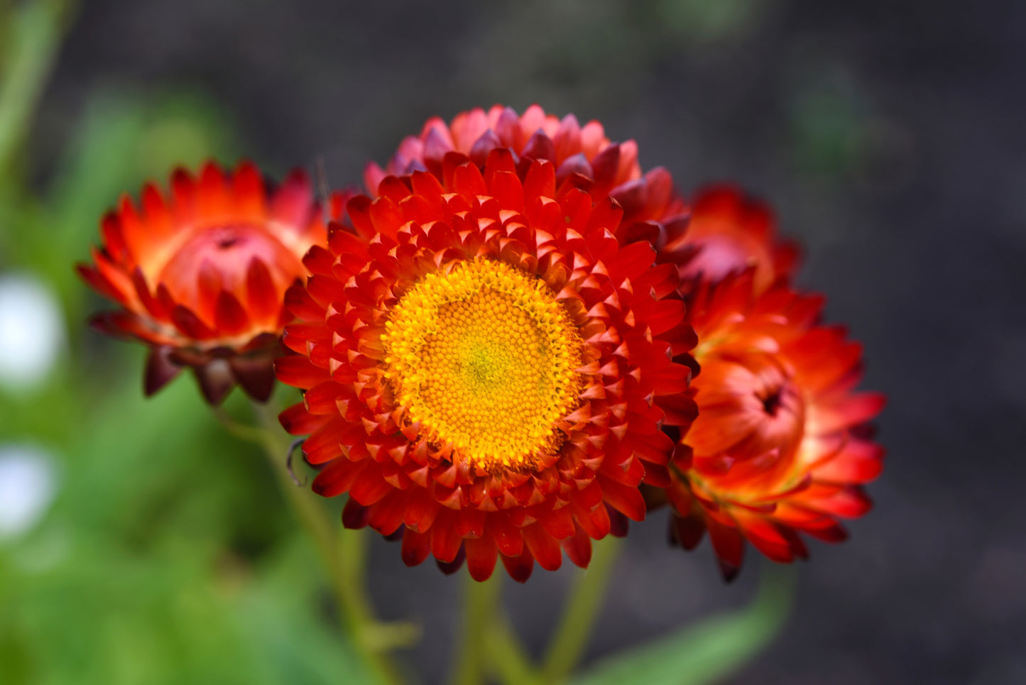 100 Red FIRE BALL STRAWFLOWER Helichrysum Monstrosum Flower Seeds