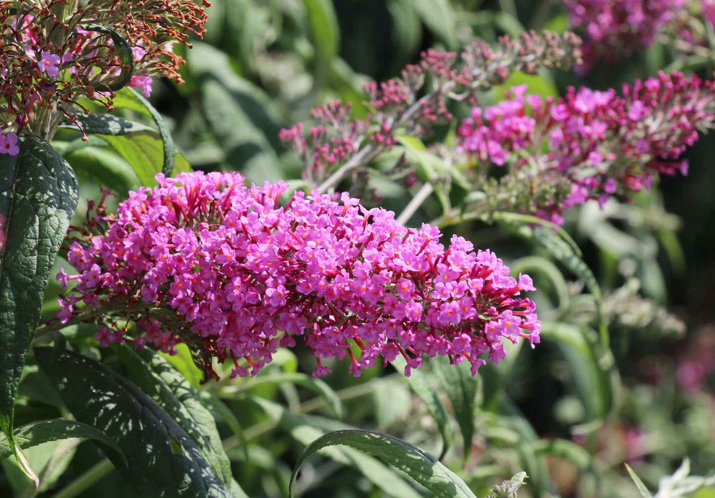 100 MIXED Colors BUTTERFLY BUSH Buddleja Davidii Flower Shrub Seeds