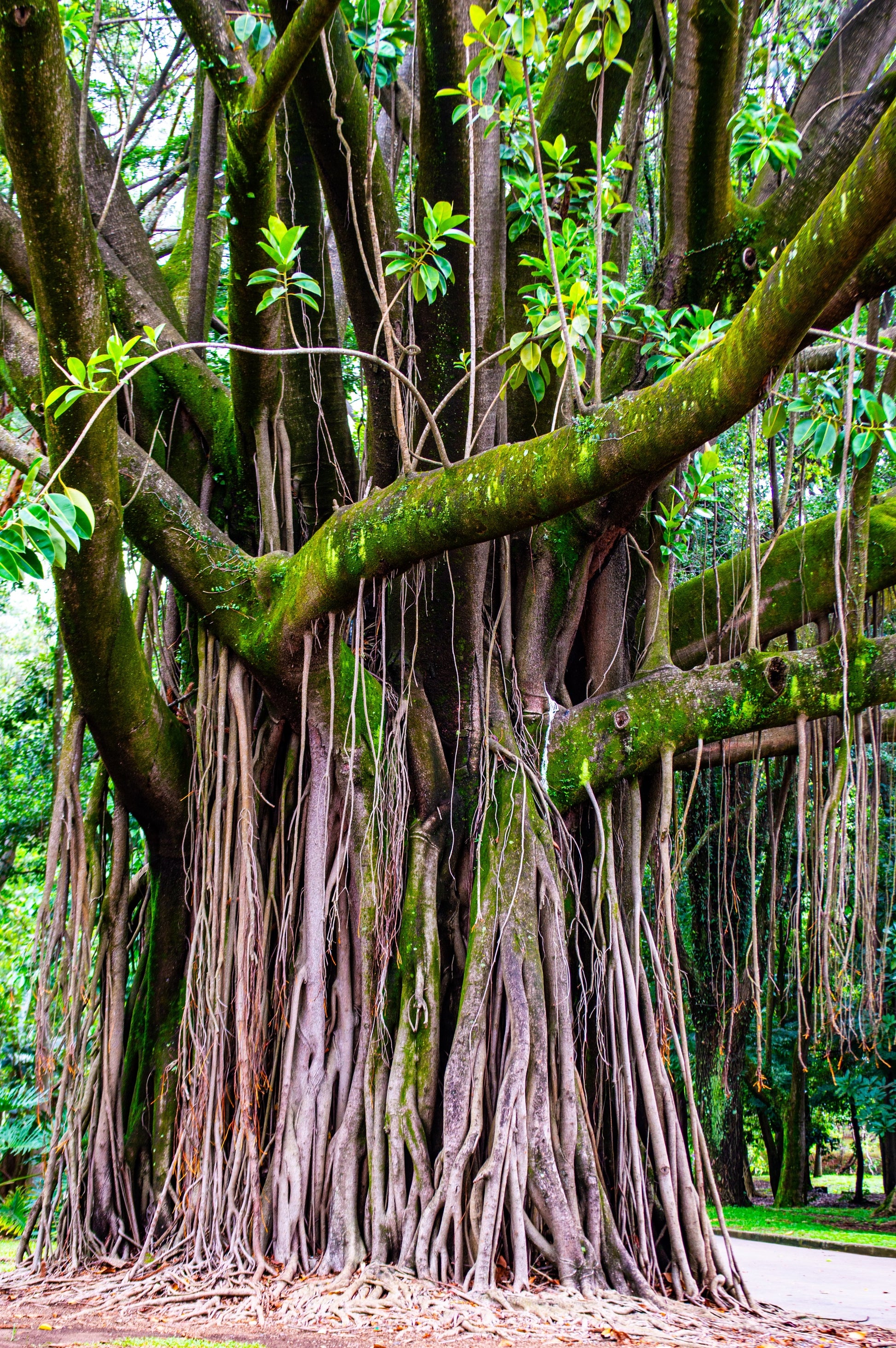 bodhi plant-based 30 FICUS TREE (Bodhi Tree / Sacred Fig / Bo Tree / Pipal) Ficus Religi –  Seedville USA