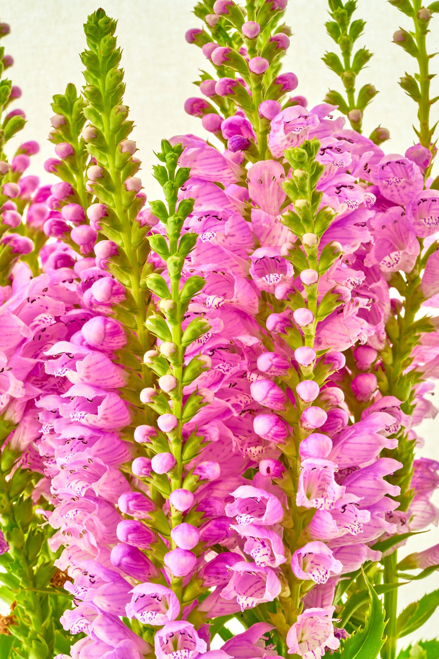 50 PINK Showy OBEDIENT PLANT (False Dragon Head) Physostegia Virginiana Flower Seeds