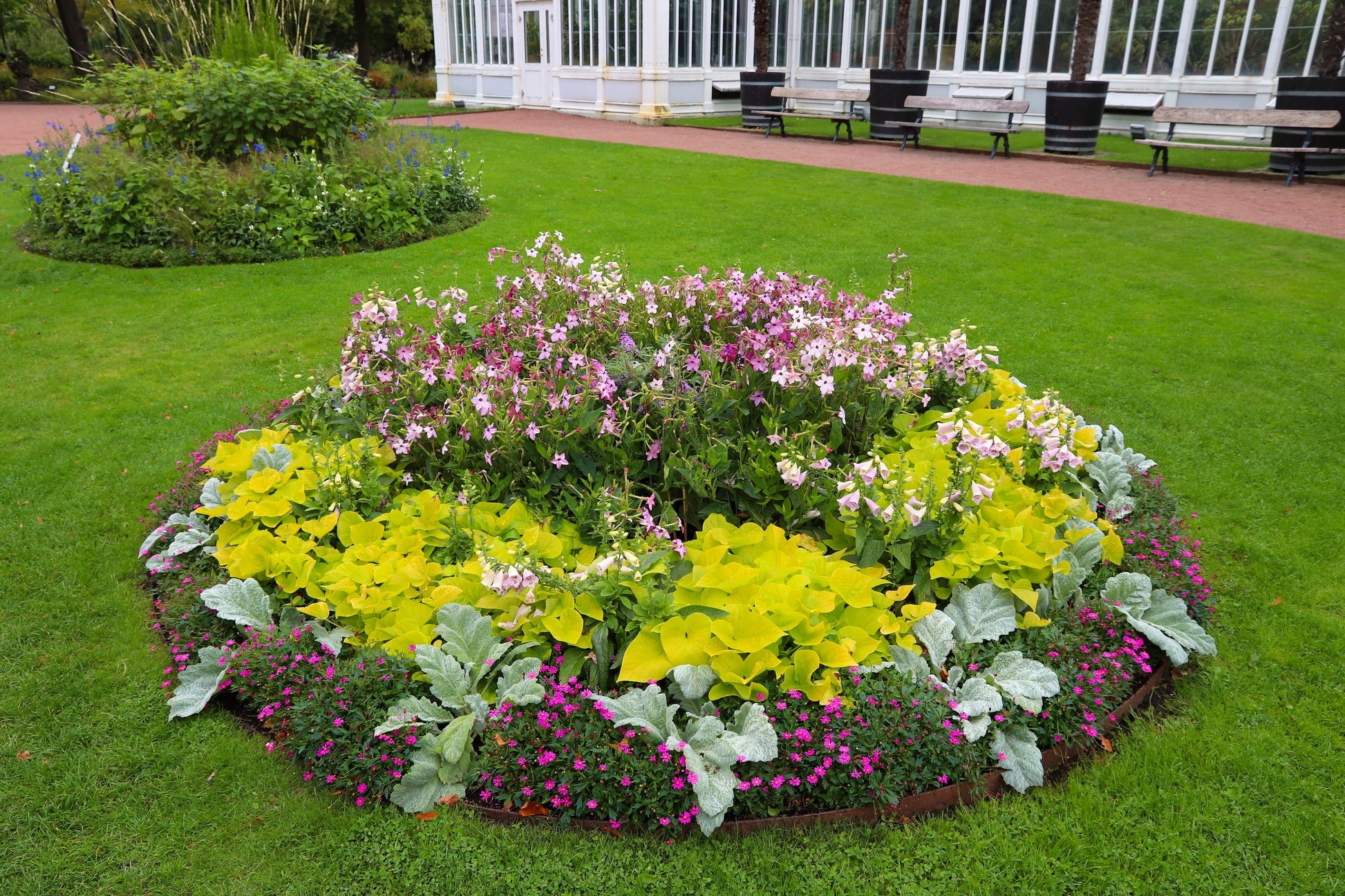 100 Heirloom MIXED COLORS NICOTIANA (Ornamental Flowering Tobacco)  Nicotiana Alata Flower Seeds