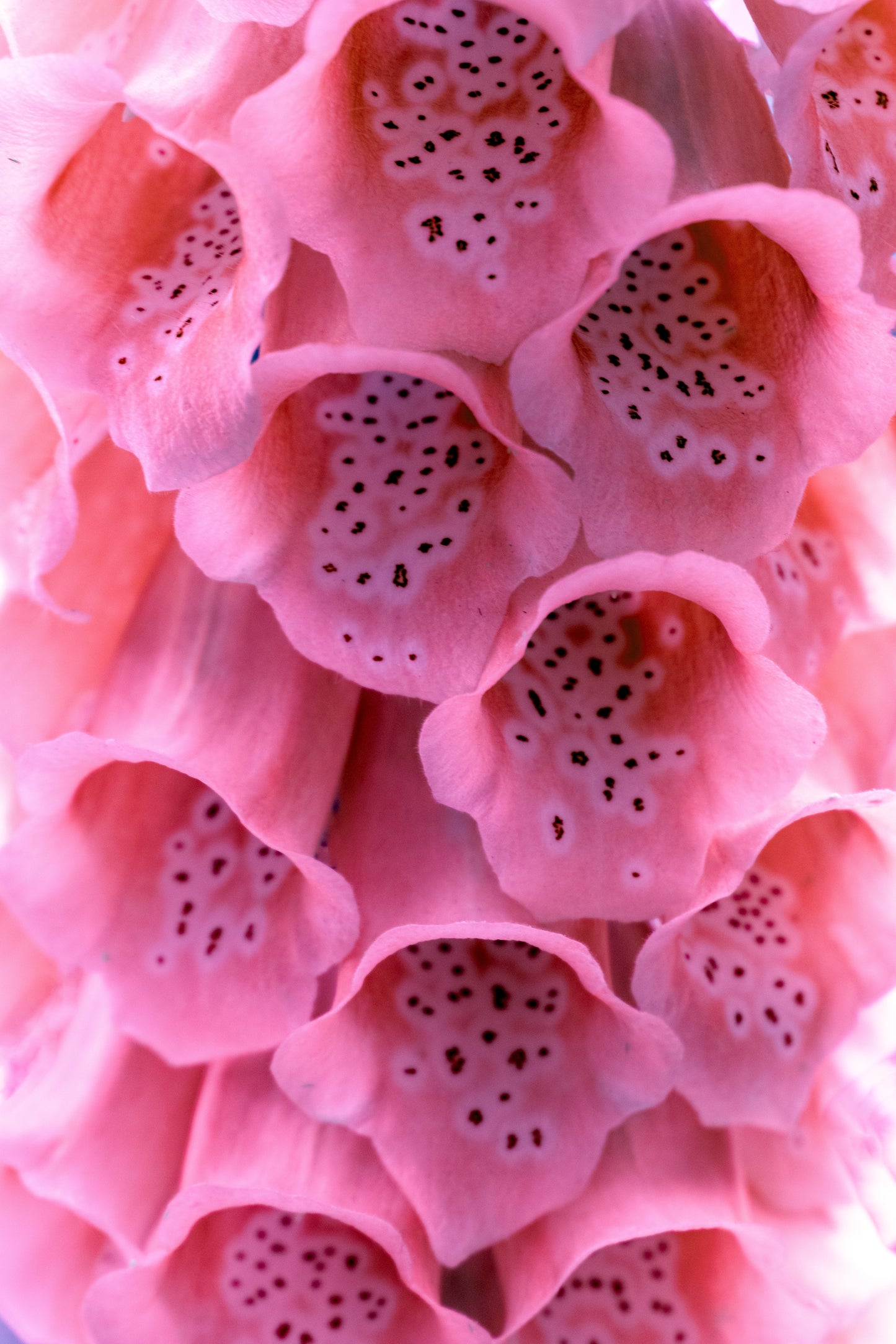 1000 Seeds MIXED FOXGLOVE Digitalis Purpurea Flower Seeds