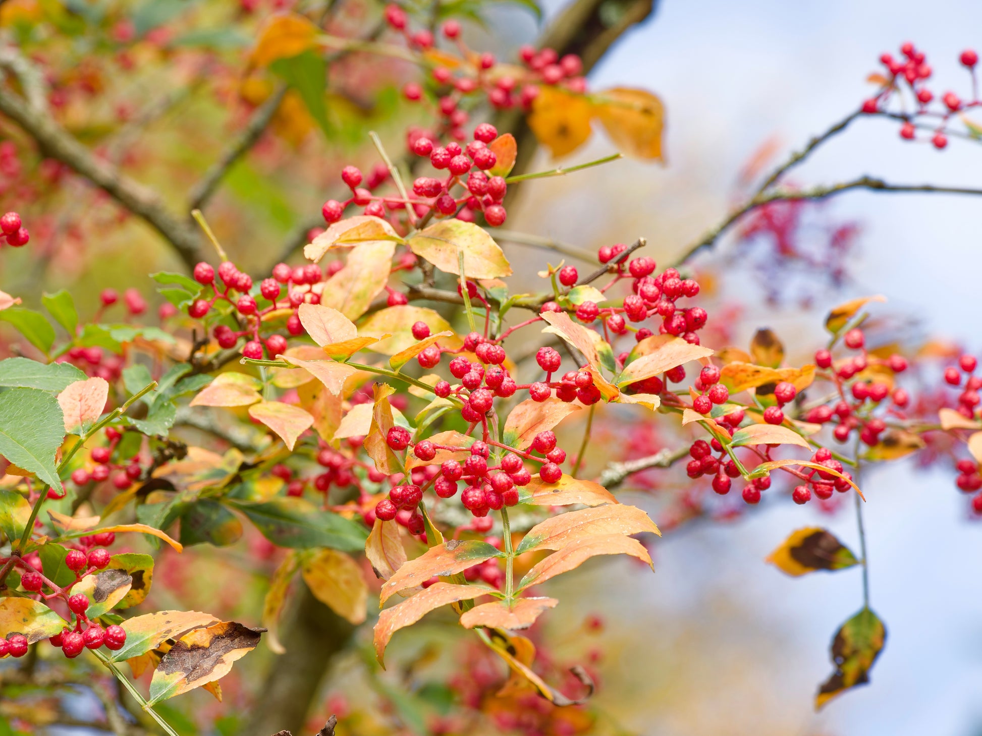 peppercorn plant seeds for sale 25 SZECHUAN PEPPER Peppercorn Sichuan Szechwan Zanthoxylum Bungeanum Spice Seeds
