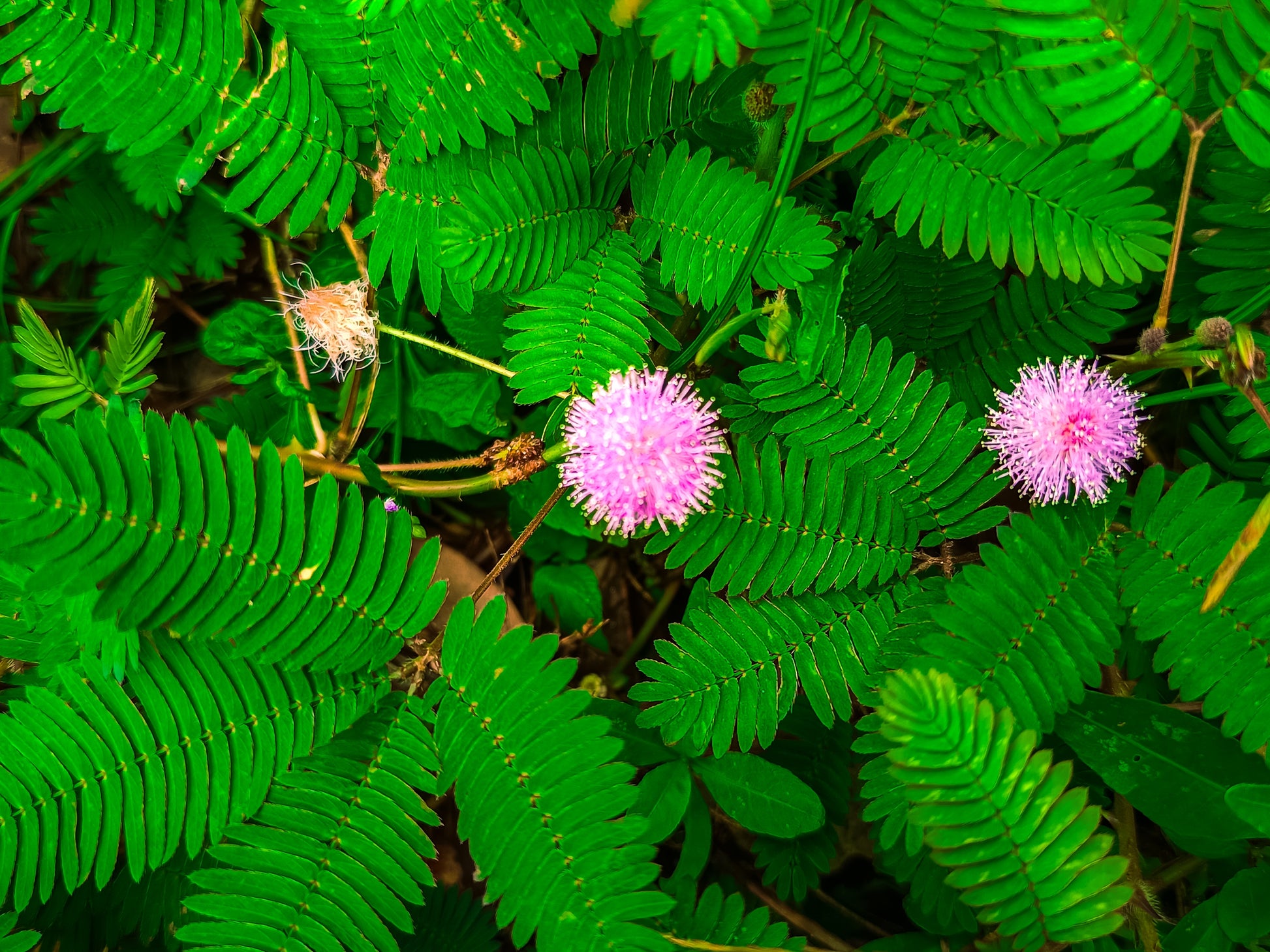 touch-me-not flower seeds 100 MIMOSA Pudica / SENSITIVE PLANT / Touch Me Not Flower Seeds