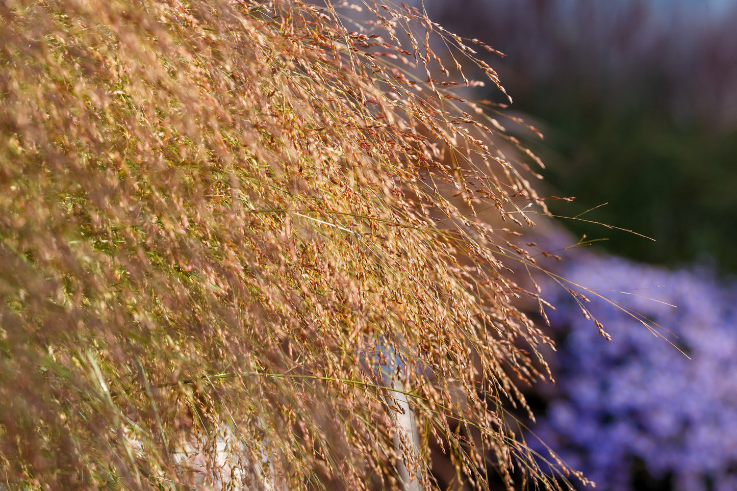 1000 SWITCHGRASS Tall Panic Switch Grass Panicum Virgatum Red Flower Seeds
