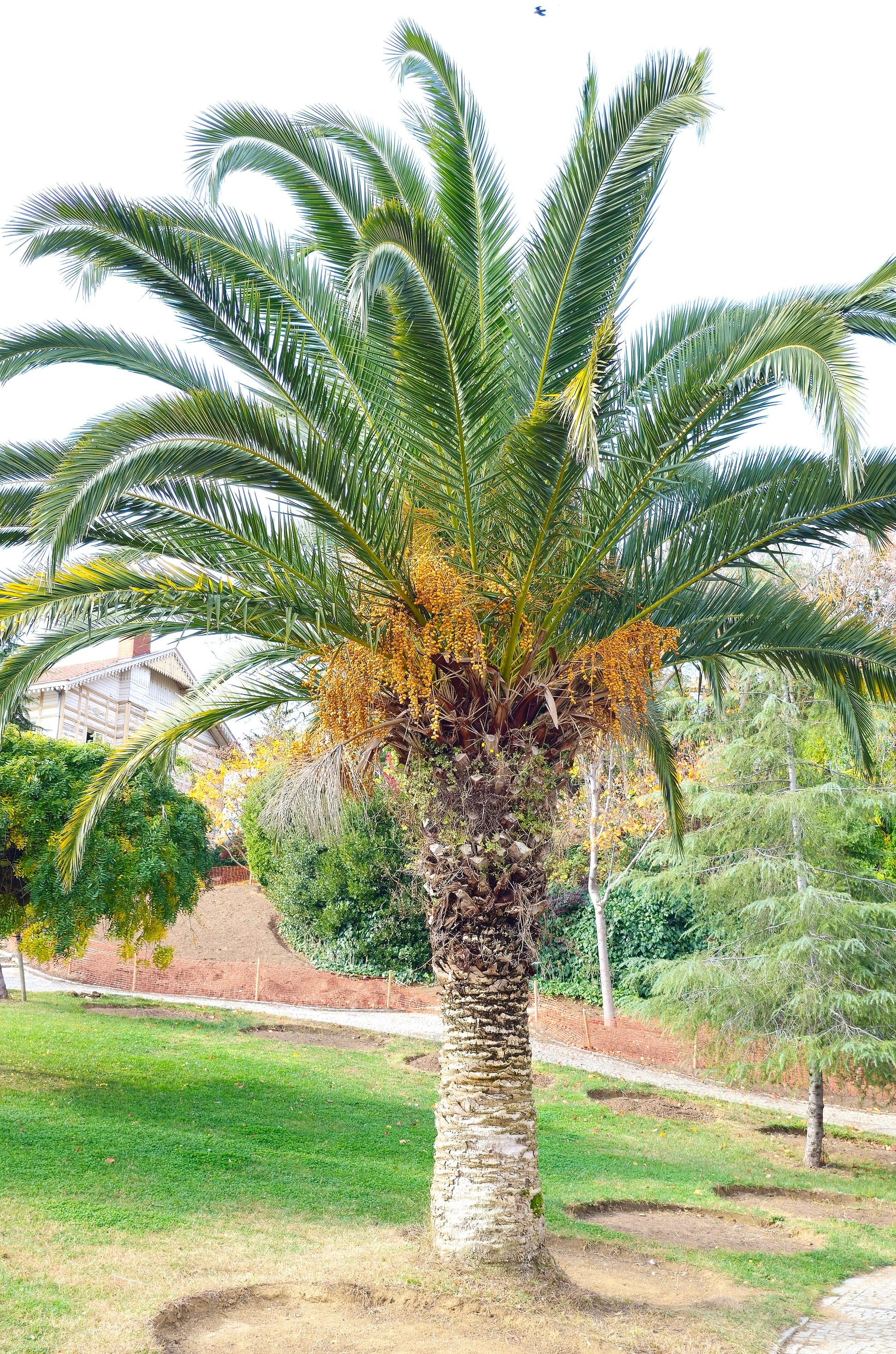 10 CANARY ISLAND Date PALM Phoenix Canariensis Tree Seeds – Seedville USA
