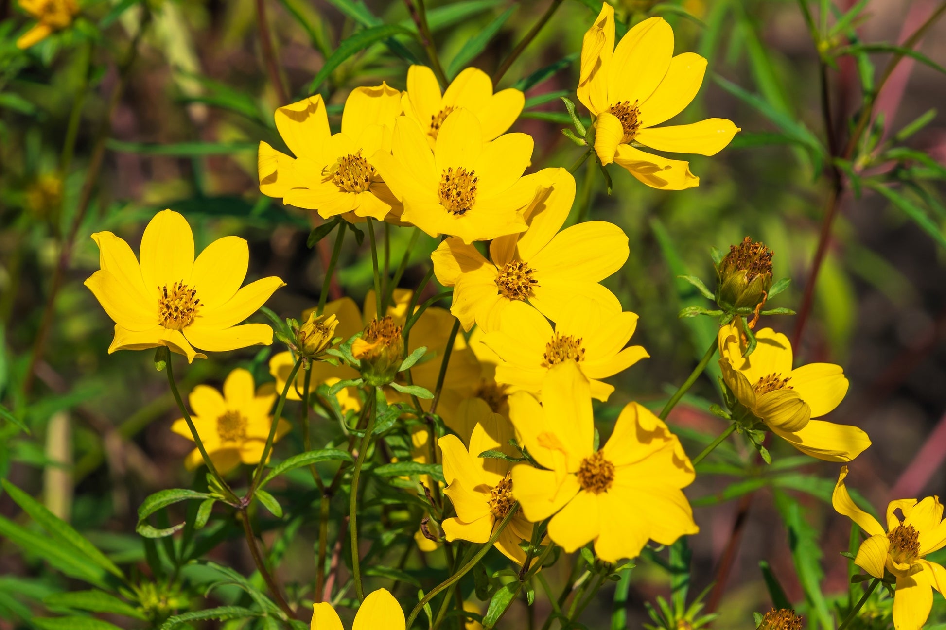 marigold yellow flower seeds 200 Yellow SWAMP MARIGOLD Bidens Aristosa Mutica Flower Seeds – Seedville USA