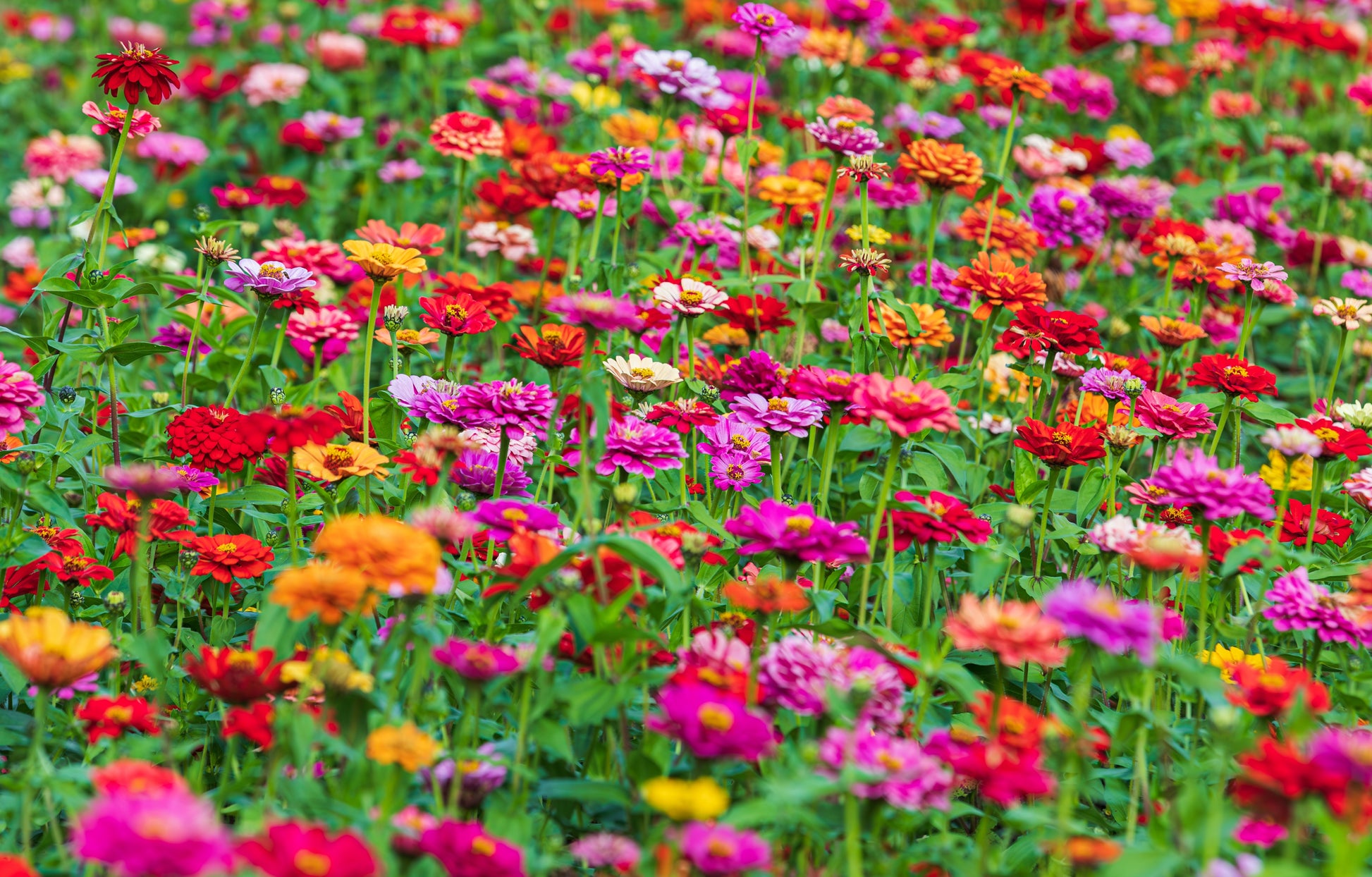 dwarf flower seeds 150 DWARF THUMBELINA ZINNIA Elegans Mixed Colors Flower Seeds