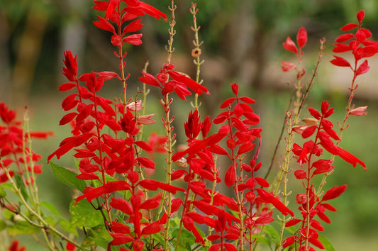 400 SCARLET SAGE (Lady-In-Red Salvia / Blood Sage / Red Texas Sage) Salvia Coccinea Flower Seeds