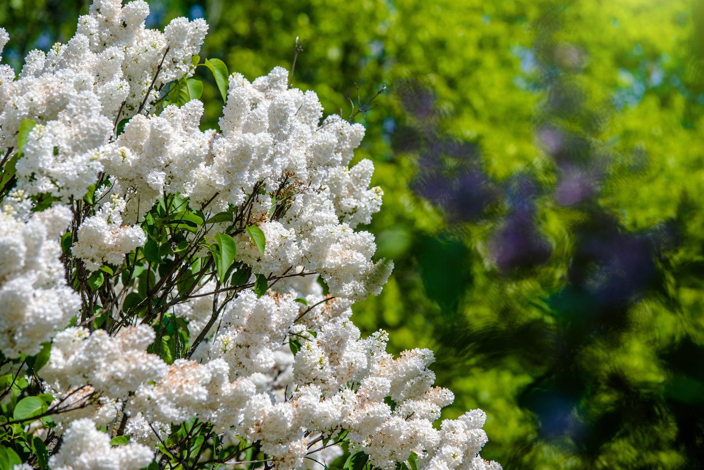20 WHITE TREE LILAC Hummingbird Flower Fragrant Peking Syringa Pekinensis Seeds