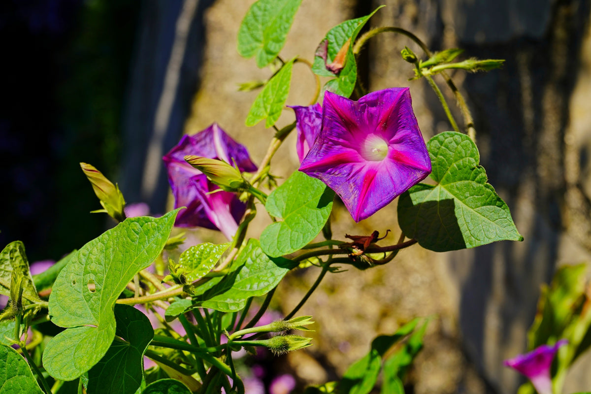 100 GRANDPA OTT MORNING GLORY Ipomoea Purpurea Flower Vine Seeds