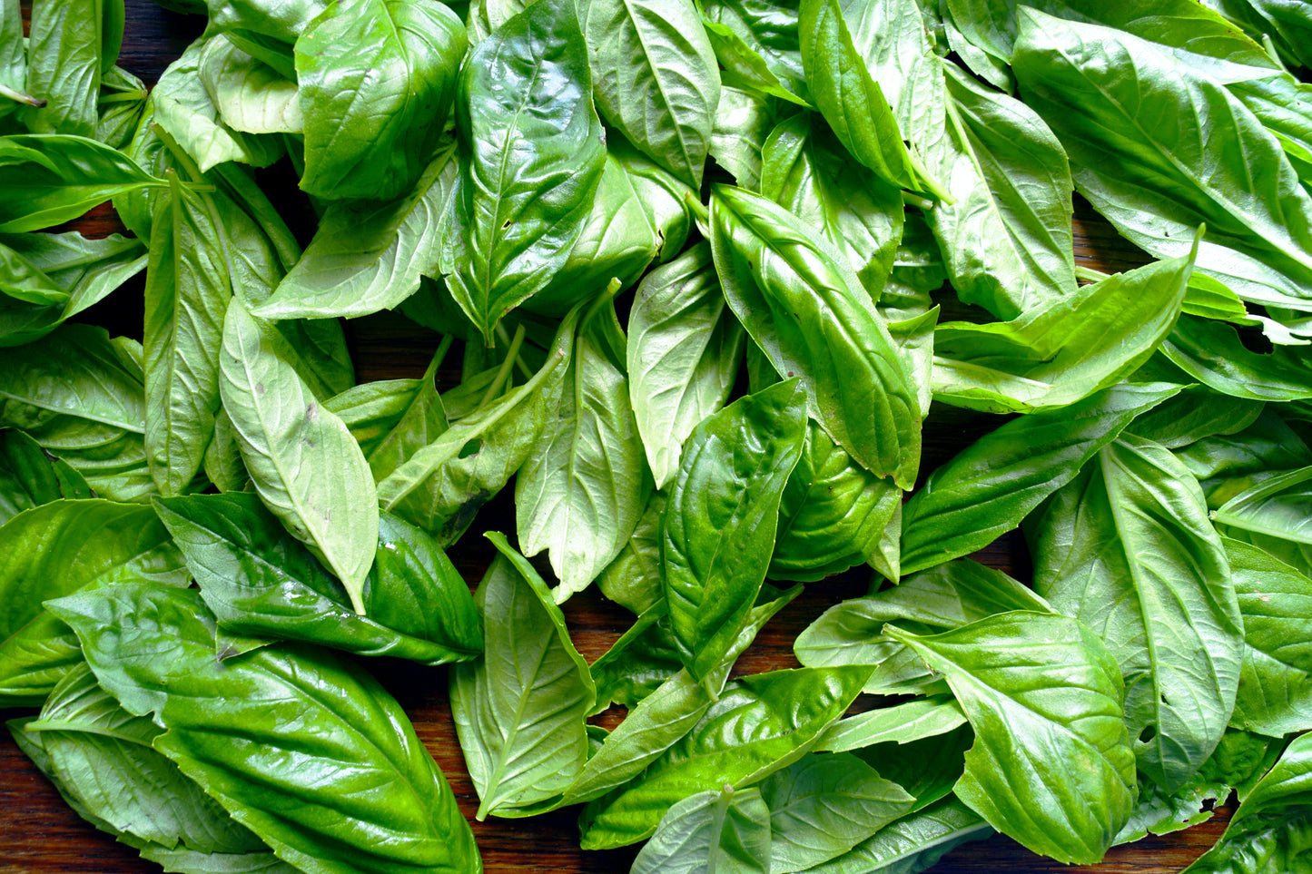 1000 Italian LARGE LEAF BASIL Ocimum Basilicum Herb Flower Seeds