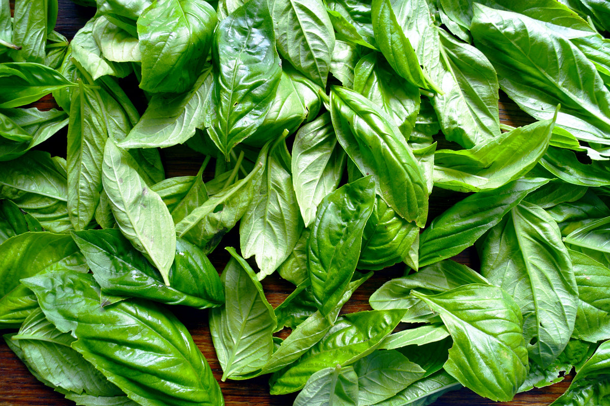 1000 Italian LARGE LEAF BASIL Ocimum Basilicum Herb Flower Seeds