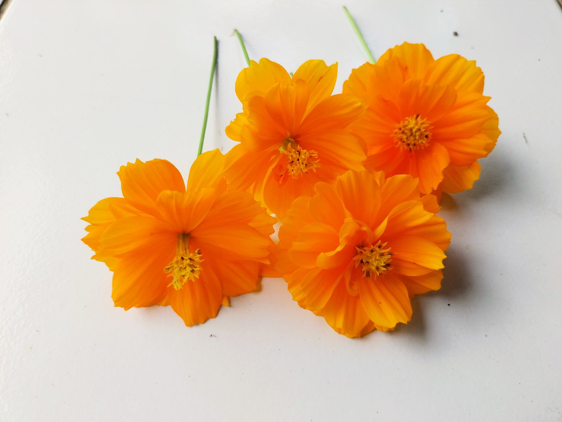 orange cosmos flower seeds 150 ORANGE SULPHUR COSMOS Klondike Sulphureus Seeds – Seedville USA