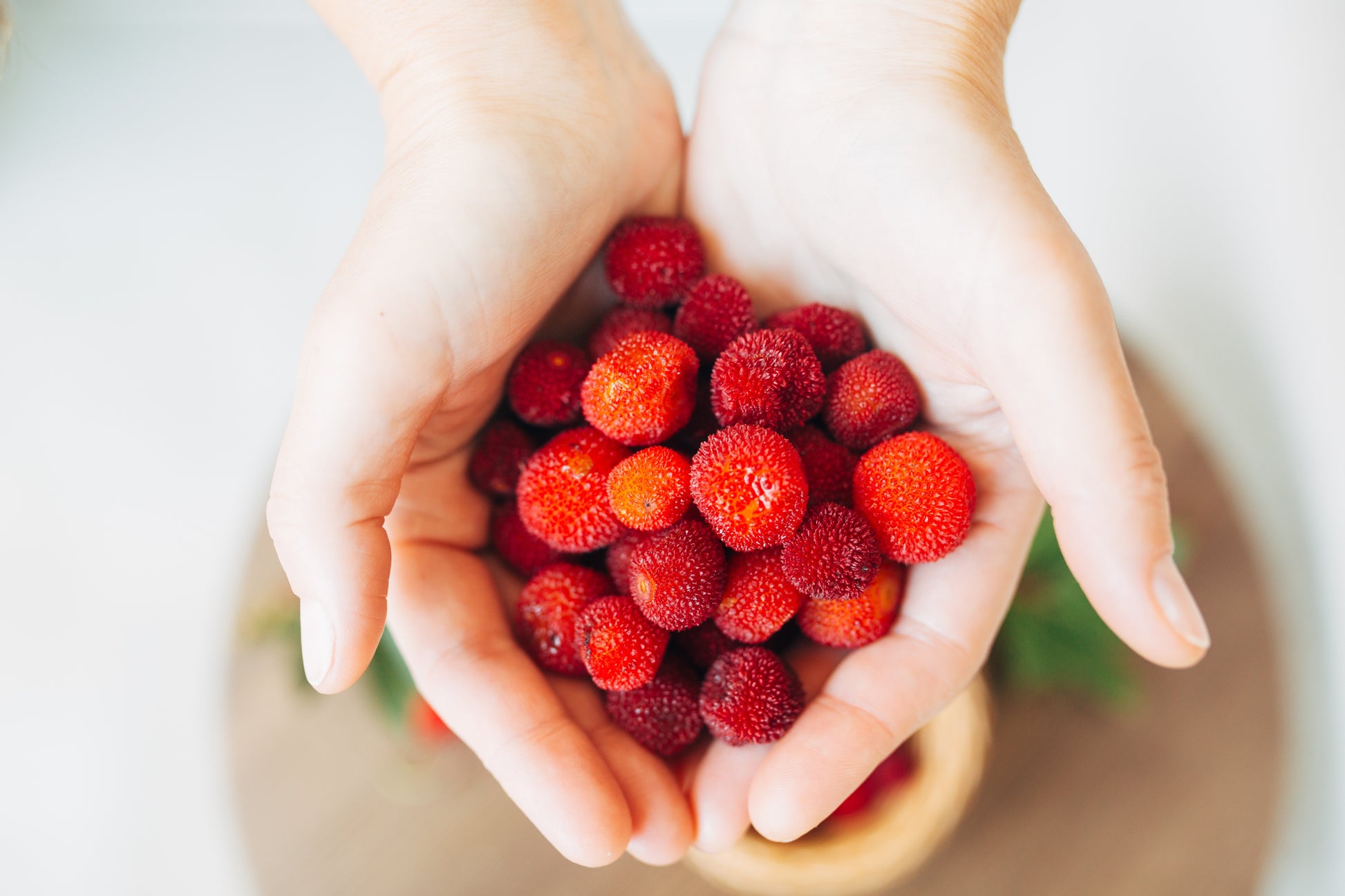 strawberry seeds edible 25 STRAWBERRY TREE Edible Red Berry Tree Arbutus Unedo Seeds Irish Kil – Seedville USA