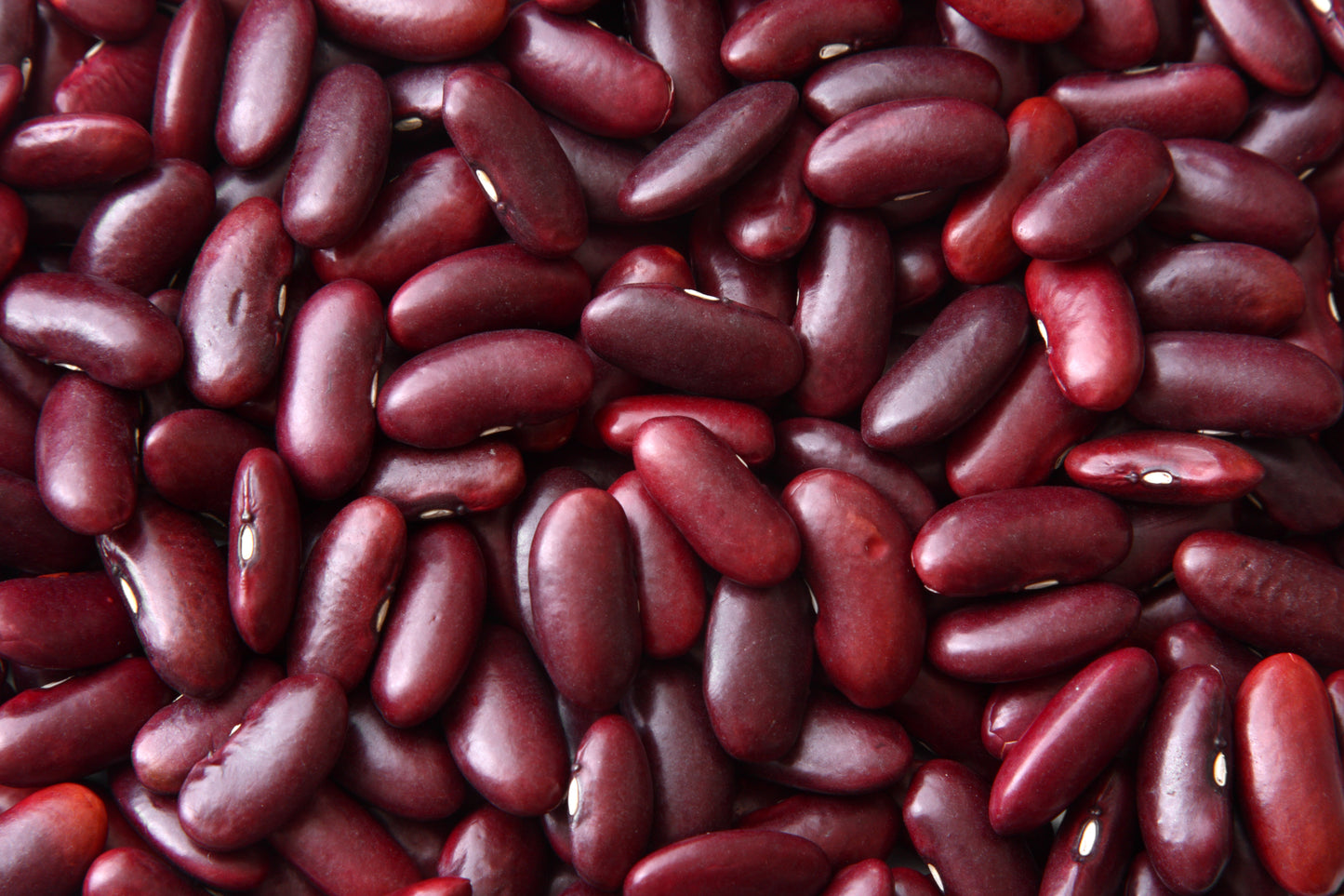 50 Charlevois DARK Red KIDNEY BEAN Chili Baked Phaseolus Vulgaris Vegetable Seed