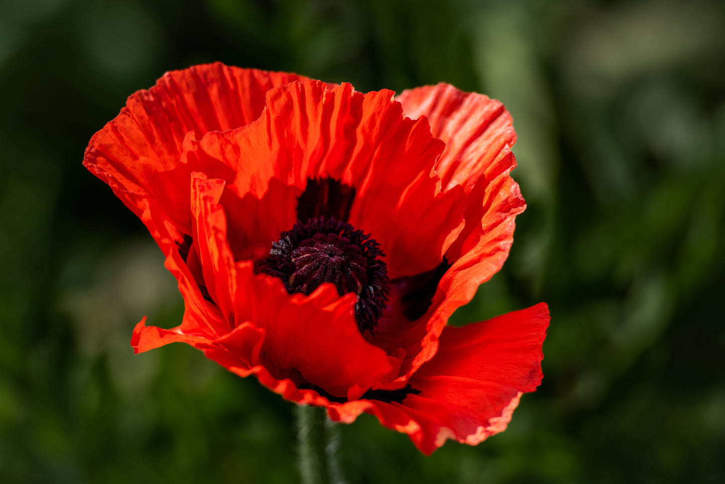 100 RED TURKISH POPPY Heirloom Papaver Somniferum Flower Seeds