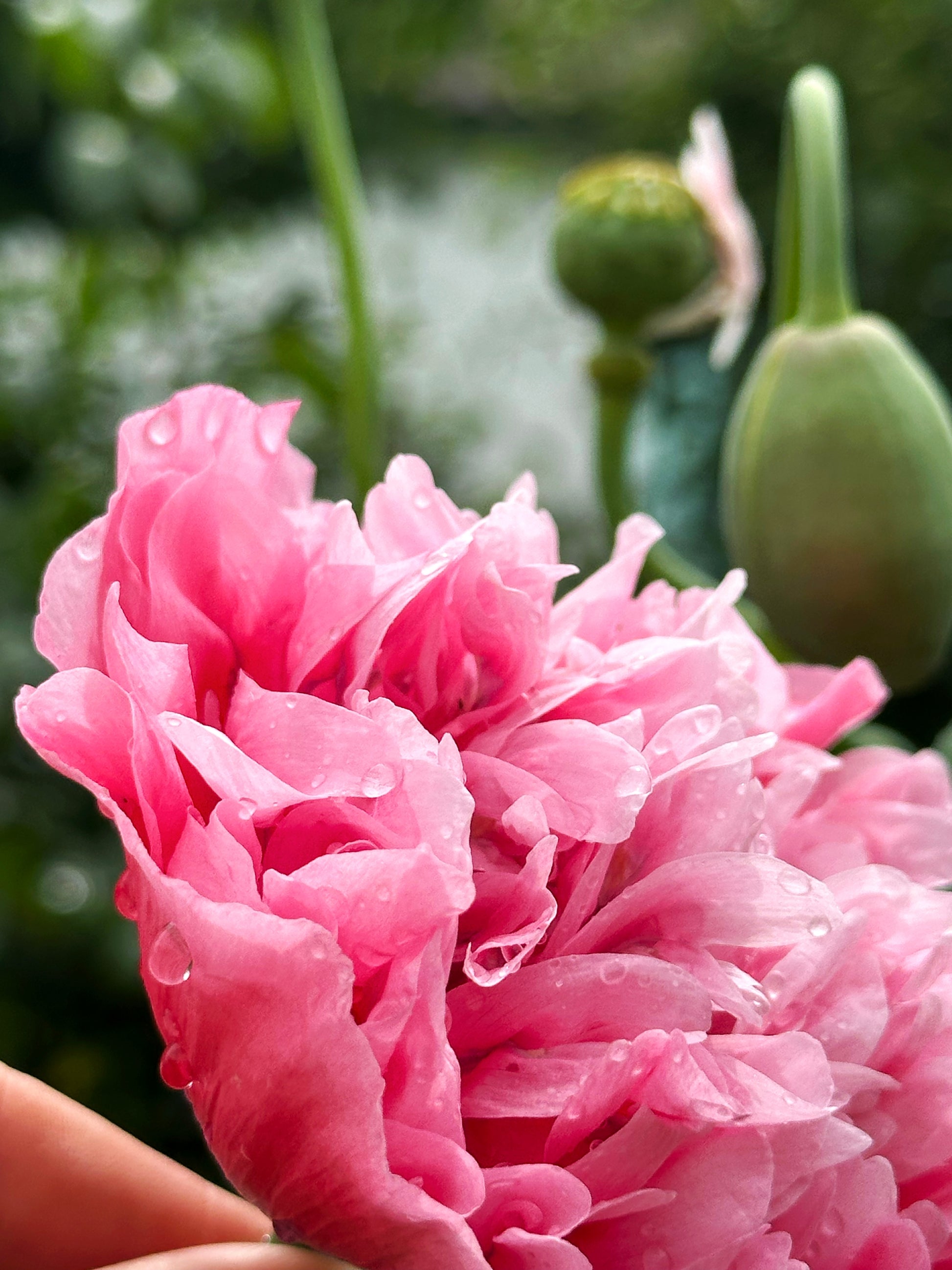 peony rose seeds 250 Bombast ROSE PEONY POPPY Papaver Peoniflorum Flower Seeds – Seedville USA