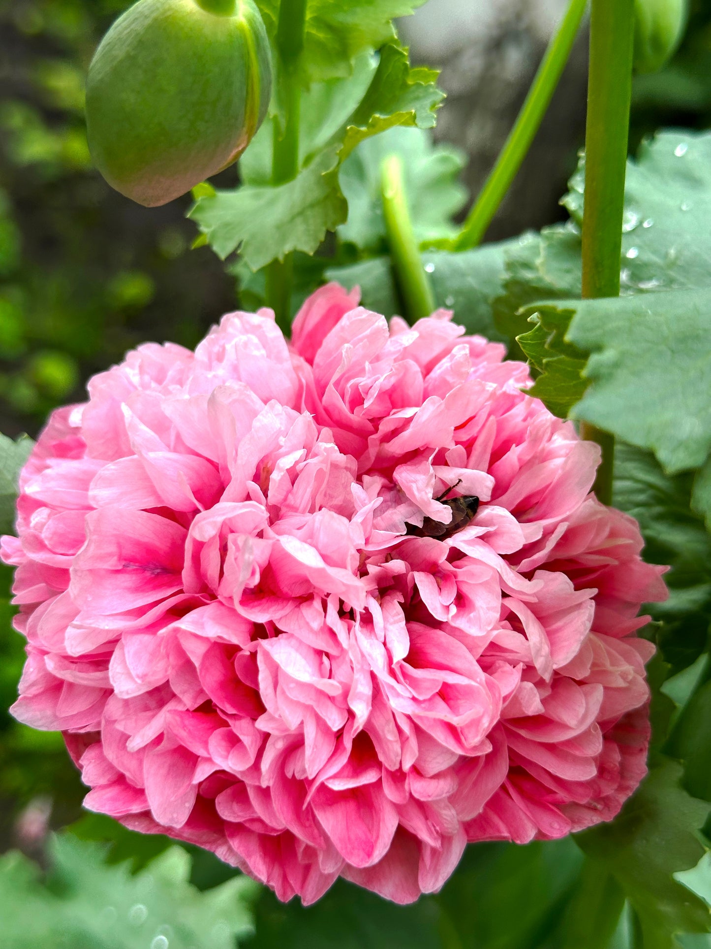 250 Organic PEONY POPPY MIX Papaver Paeoniflorum Mixed Colors Red, White, Pink, Black, Purple, Salmon, Bronze, Lilac, & Bicolor Flower Seeds