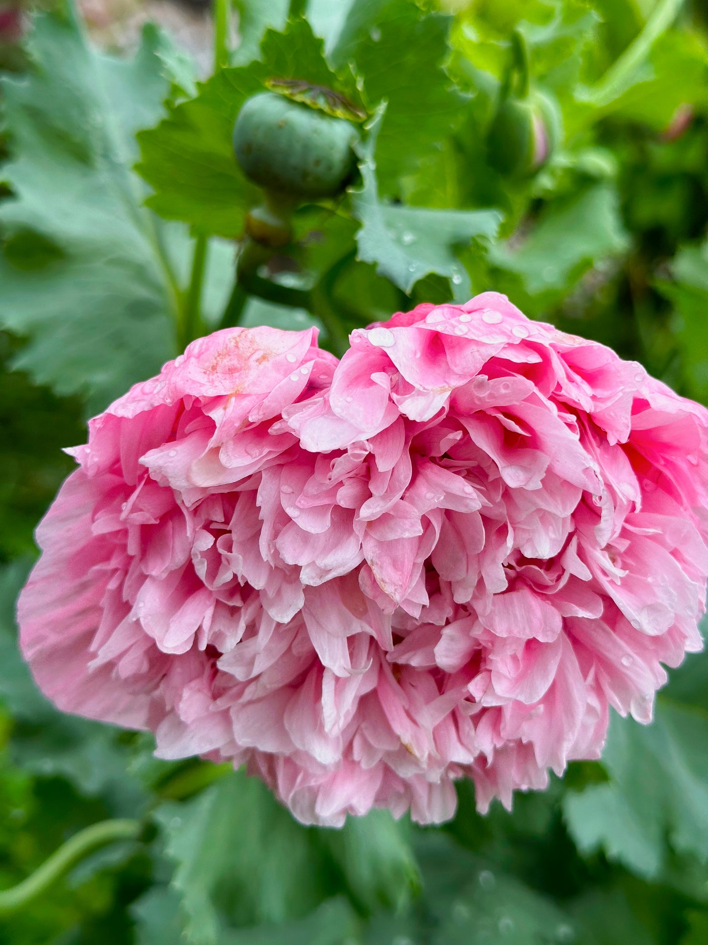 250 Bombast ROSE PEONY POPPY Papaver Peoniflorum Flower Seeds