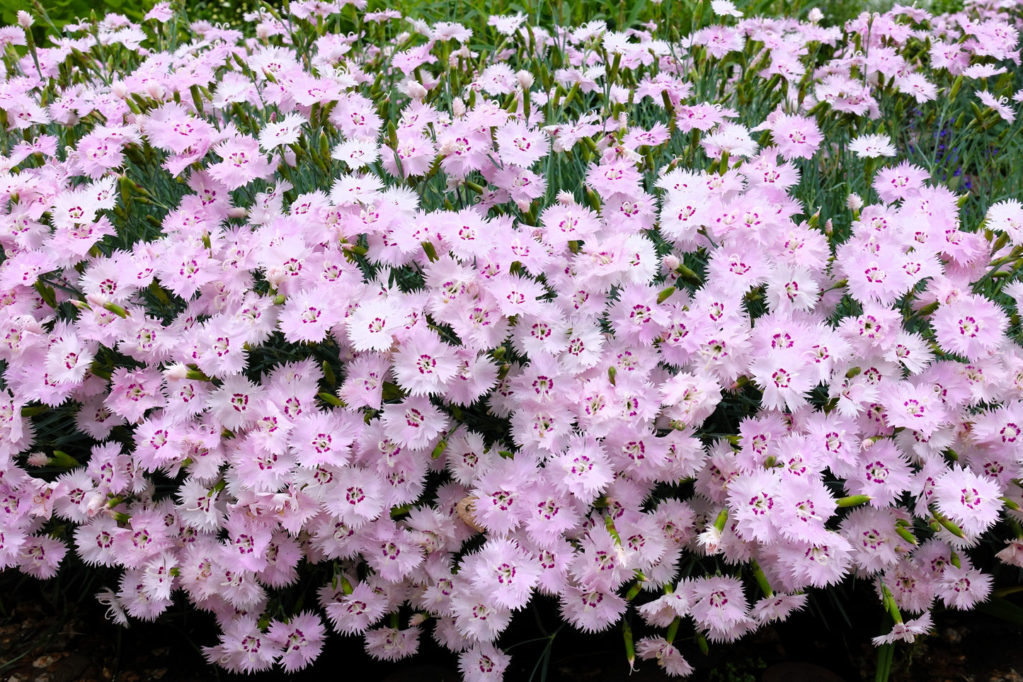 200 COTTAGE PINKS Mixed Colors (Garden, Laced, Feathered Pink) Dianthus Plumarius Flower Seeds