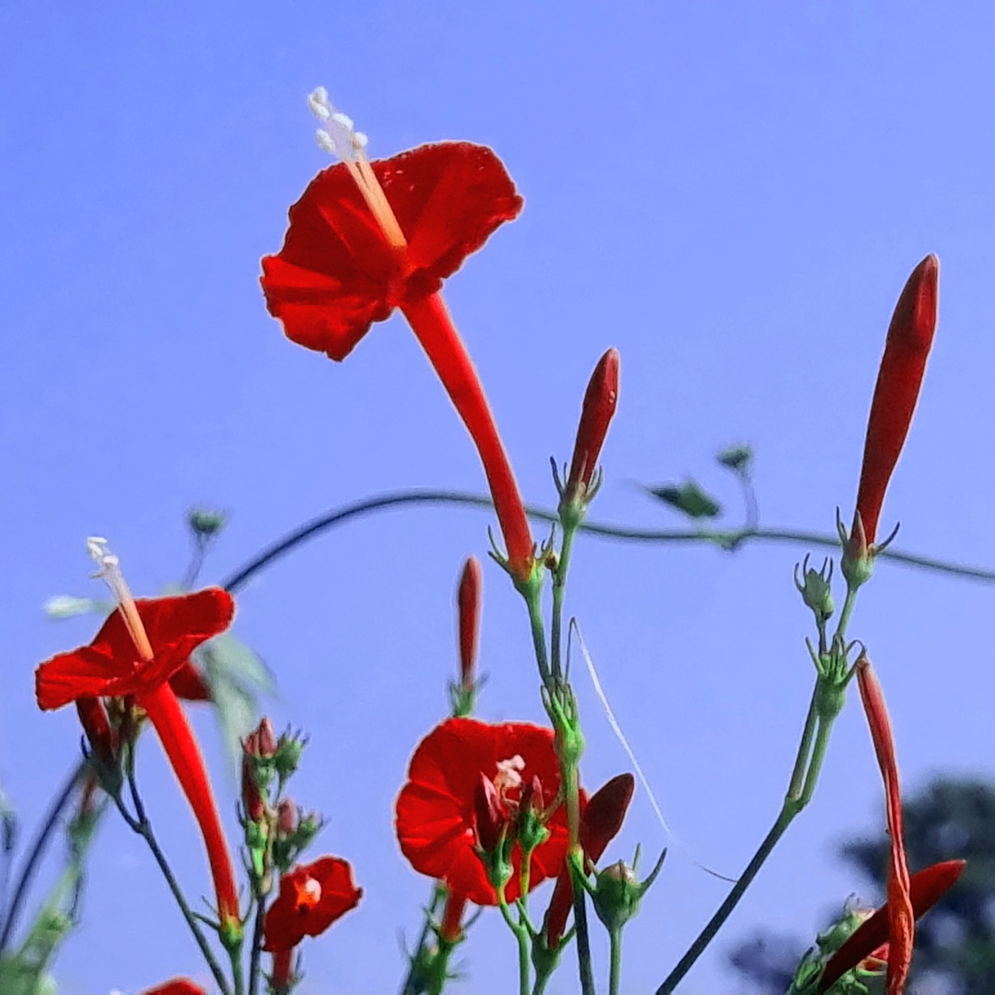 climber flower seeds 30 CARDINAL CLIMBER VINE Ipomea Quamoclit Red Flower Seeds – Seedville USA
