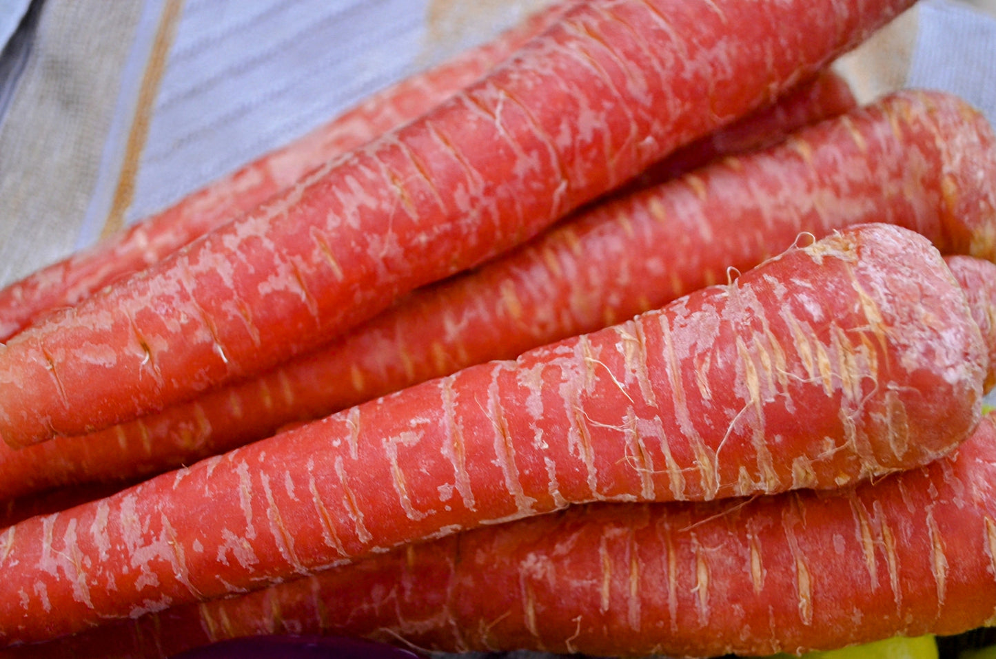 400 ATOMIC RED CARROT Daucus Carota Vegetable Seeds