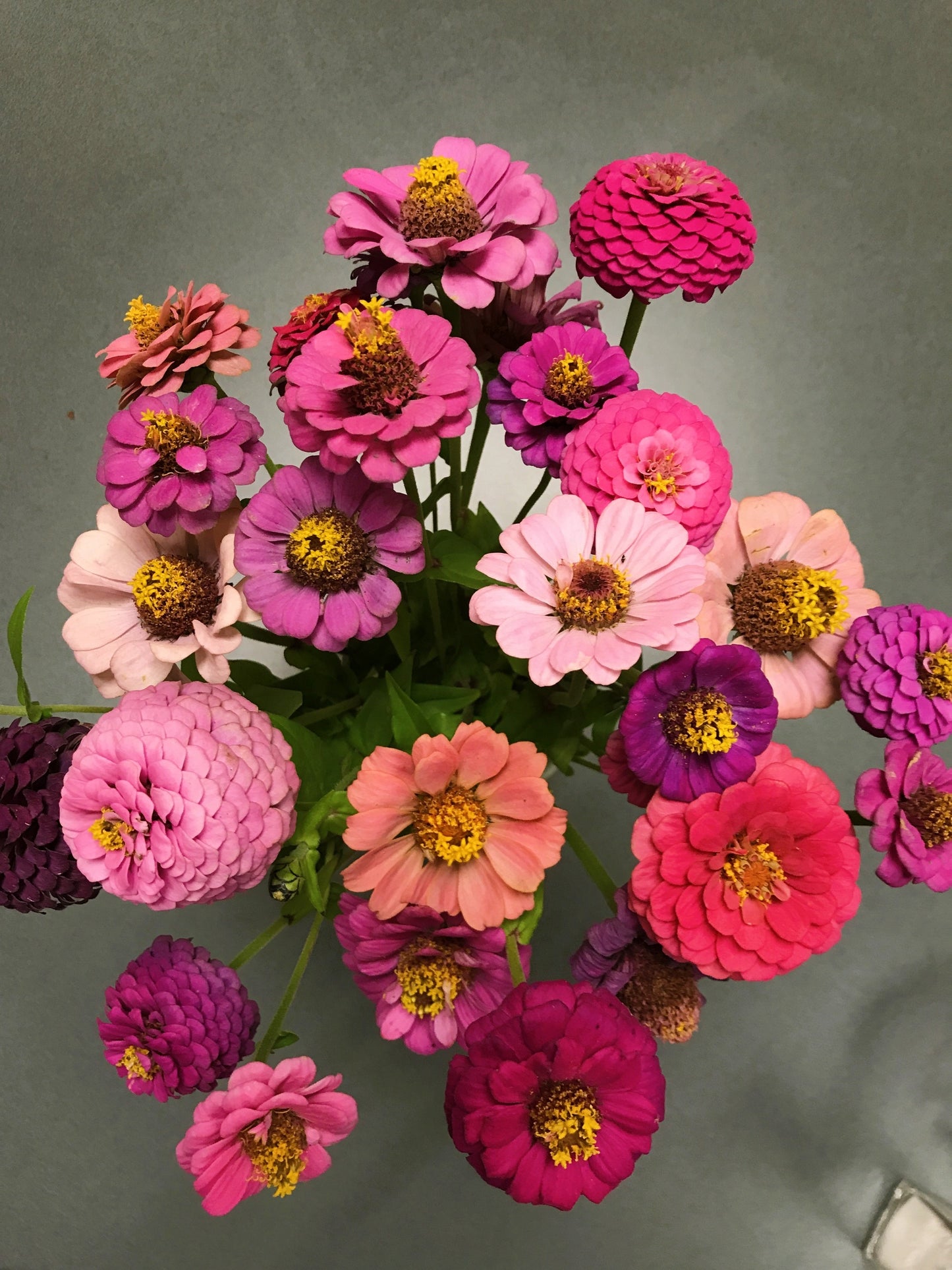 200 Mixed Colors ZINNIA POMPON Zinnia Elegans Flower Seeds