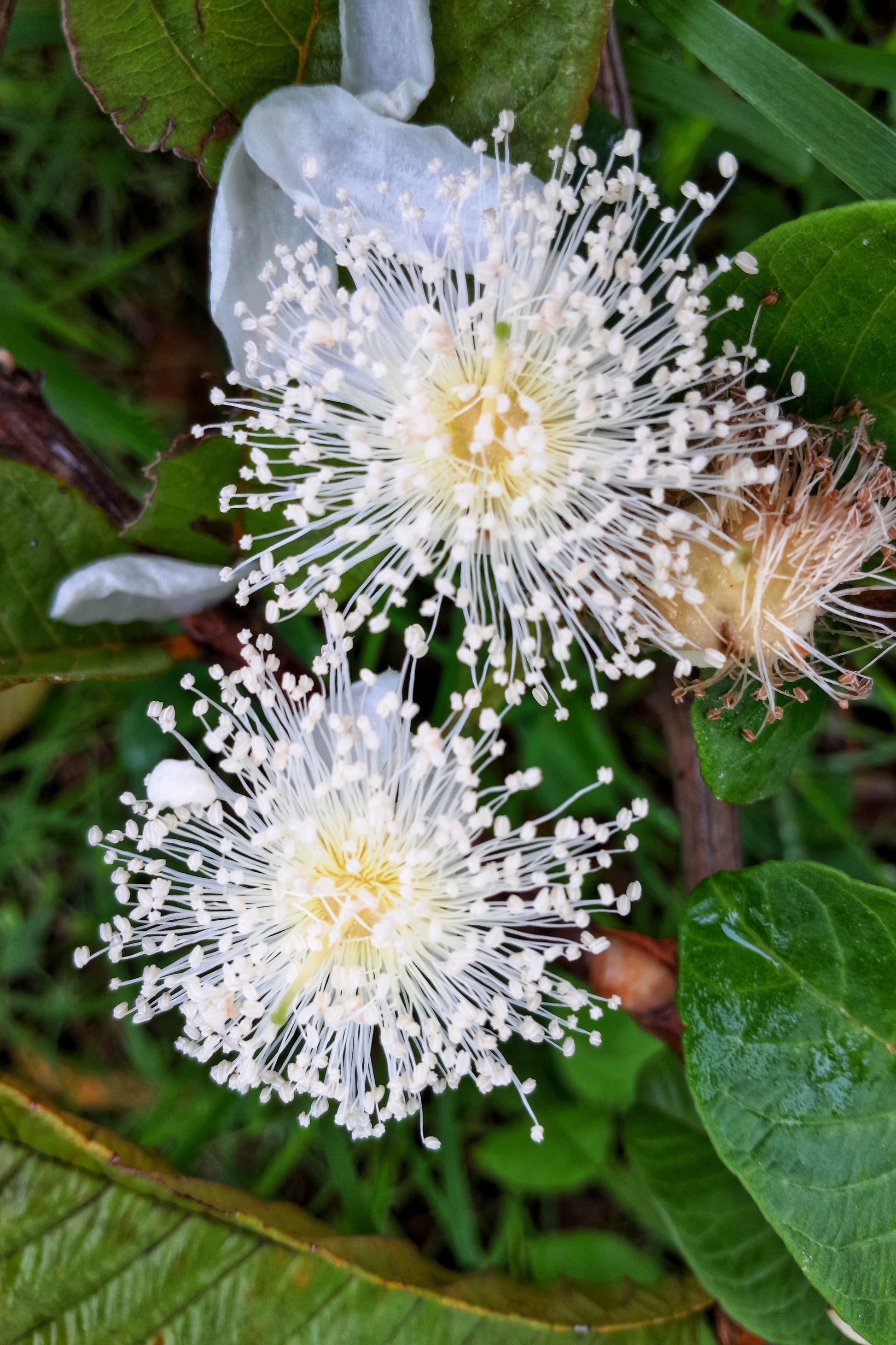 guava seeds for planting 20 GUAVA FRUIT Tree Shrub Psidium Guajava White Flowers Fruit Seeds – Seedville USA